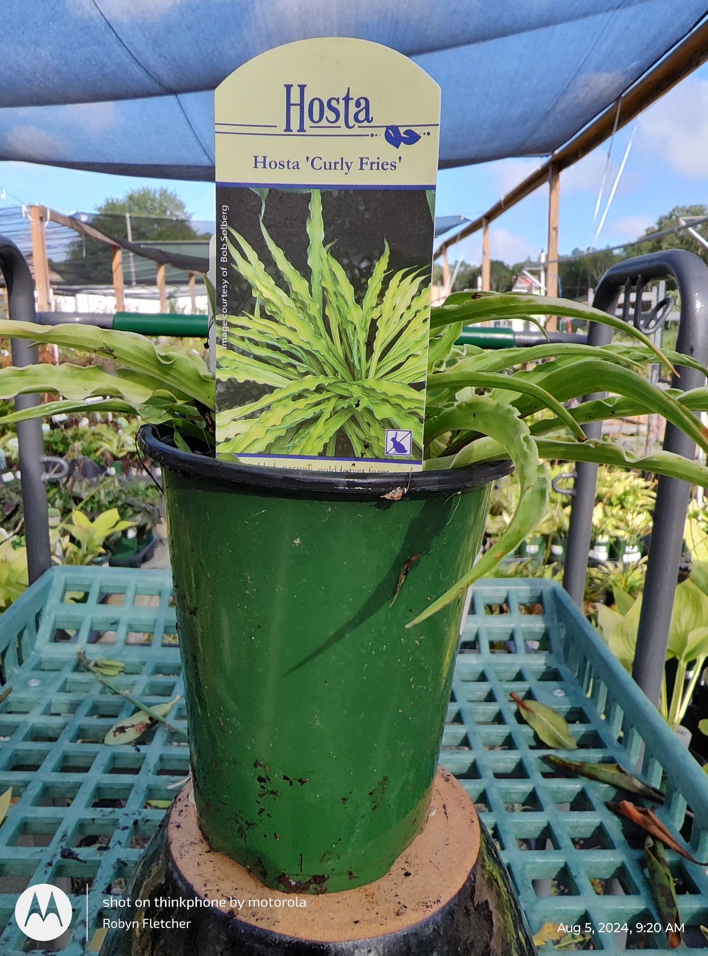 Hosta 'Curly Fries'