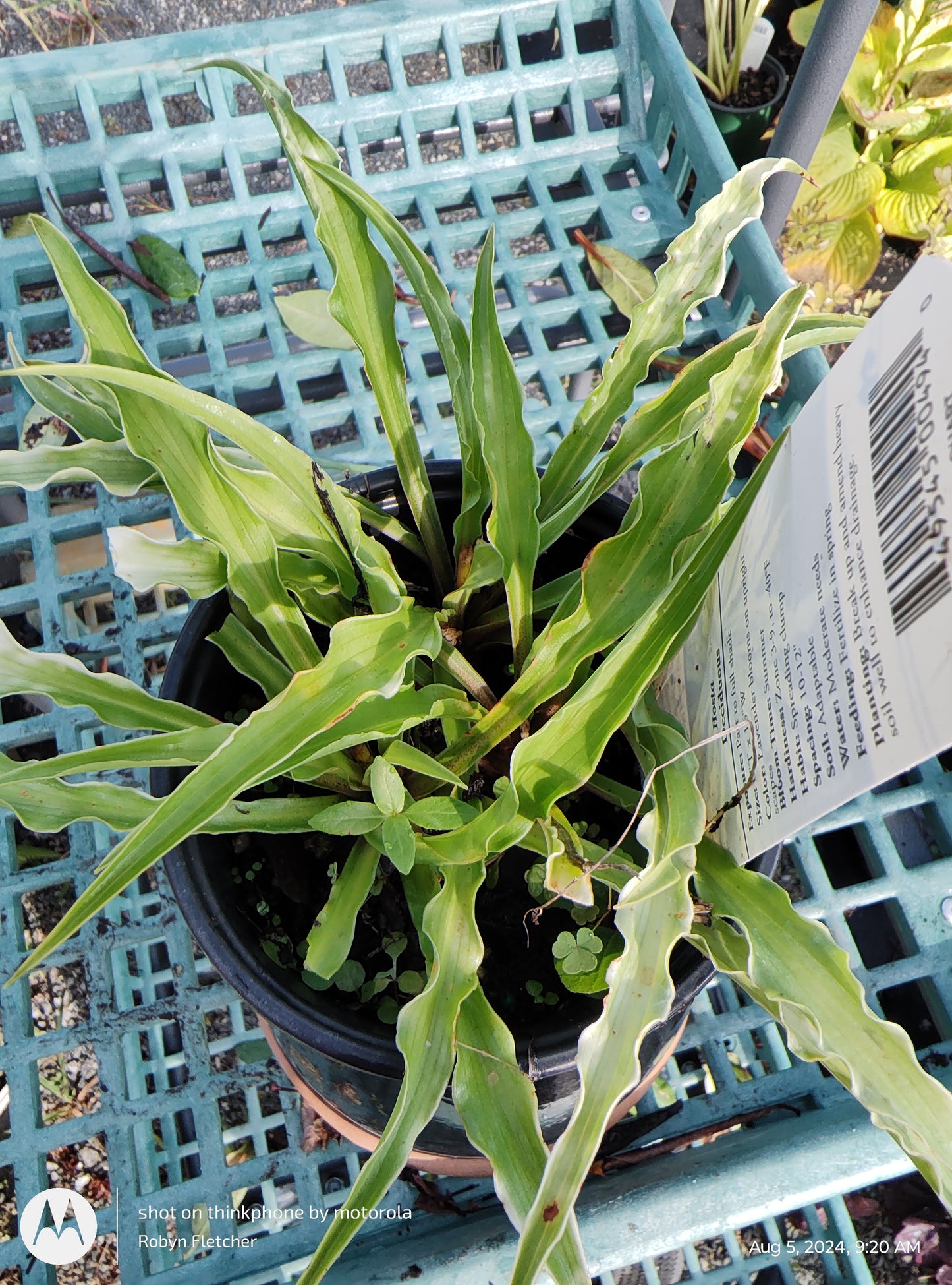 Hosta 'Curly Fries'