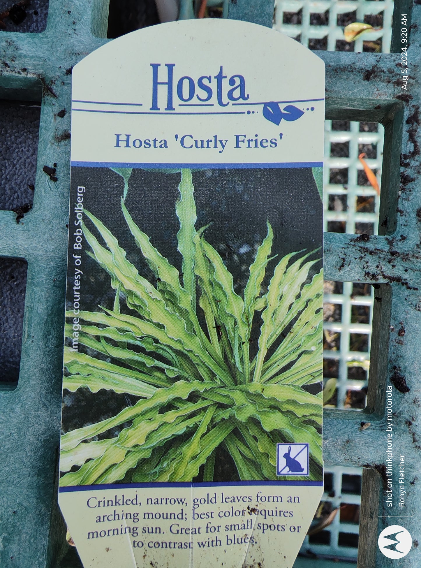Hosta 'Curly Fries'