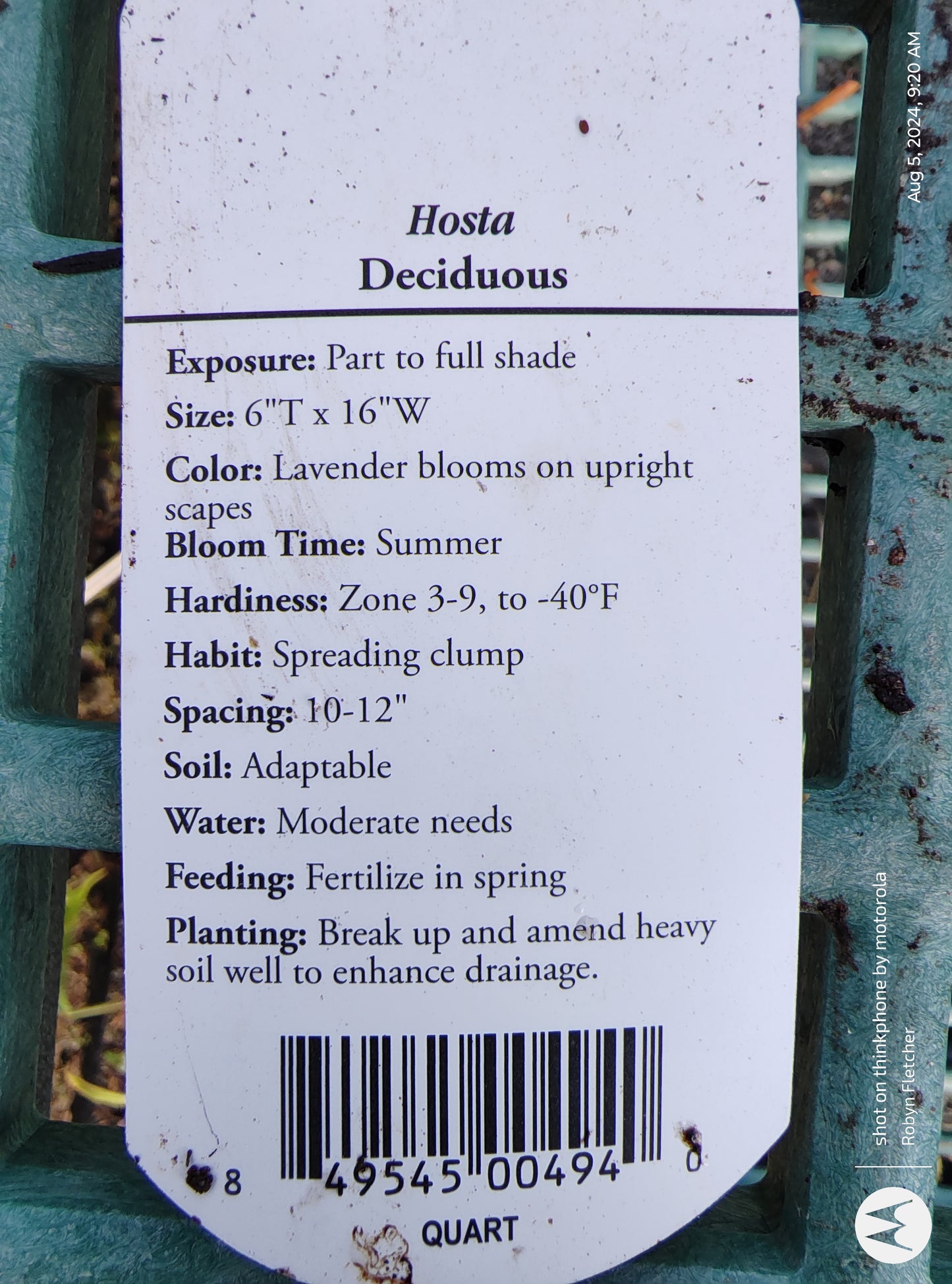Hosta 'Curly Fries'