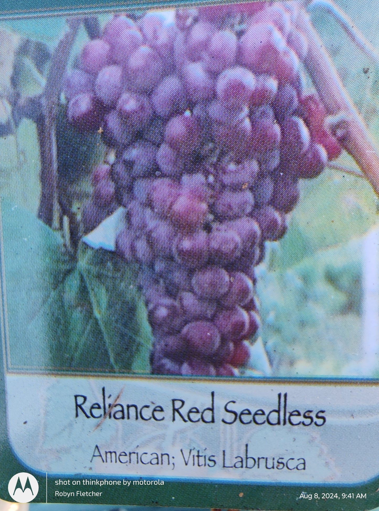 Vitis Labrusca Reliance Red Seedless Grape - Gallon