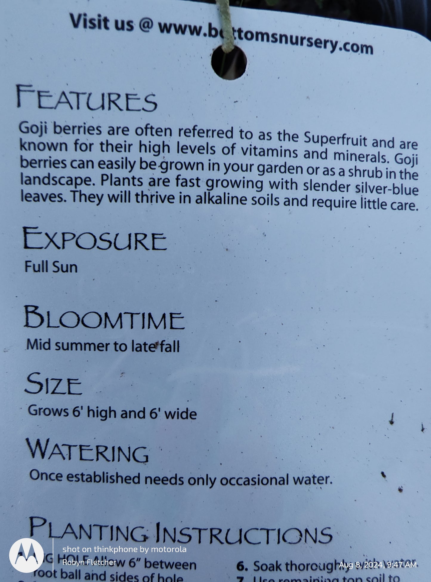 Lycium barbarum - Goji Berry - Gallon