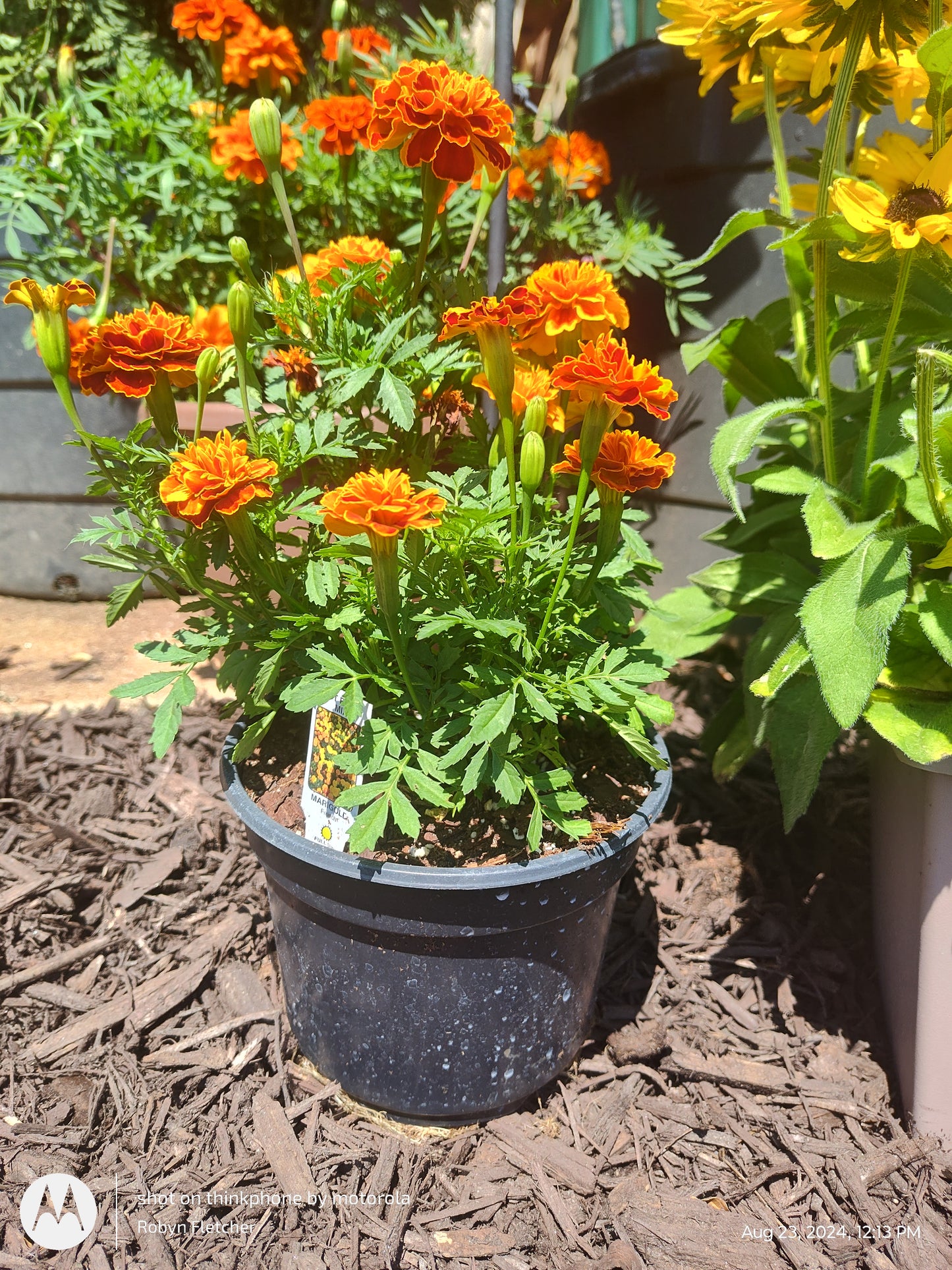Marigold Hot Pak Mix - 6.5" Pot