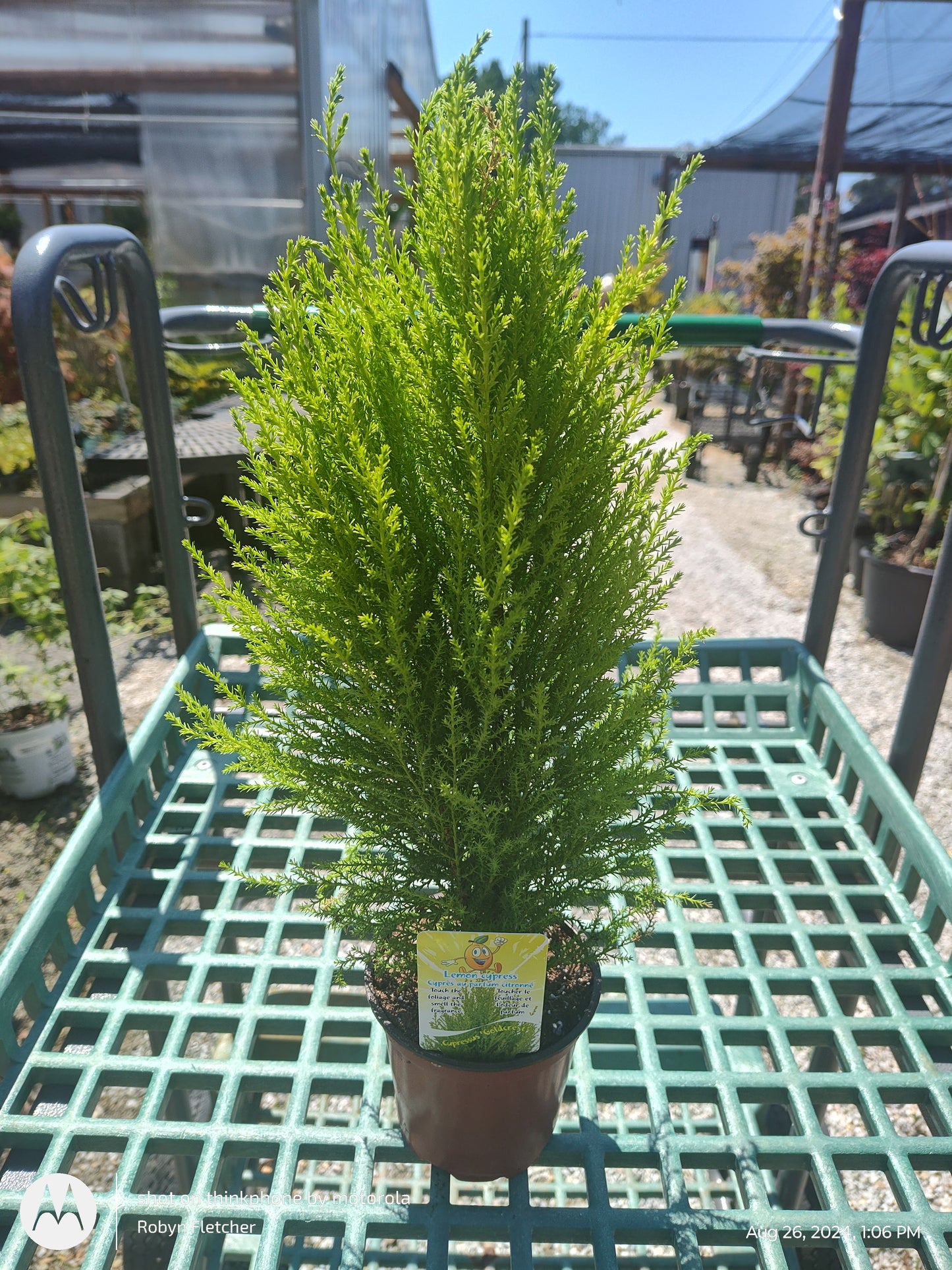 Lemon Cypress 4.5" Pot