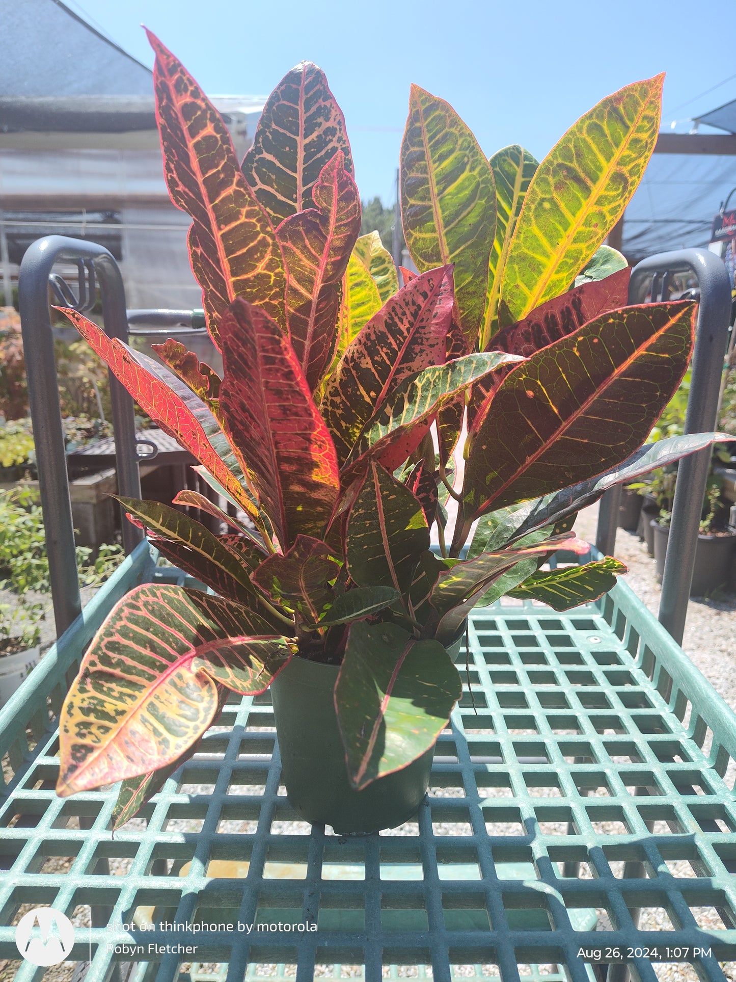 Croton - 6" Pot