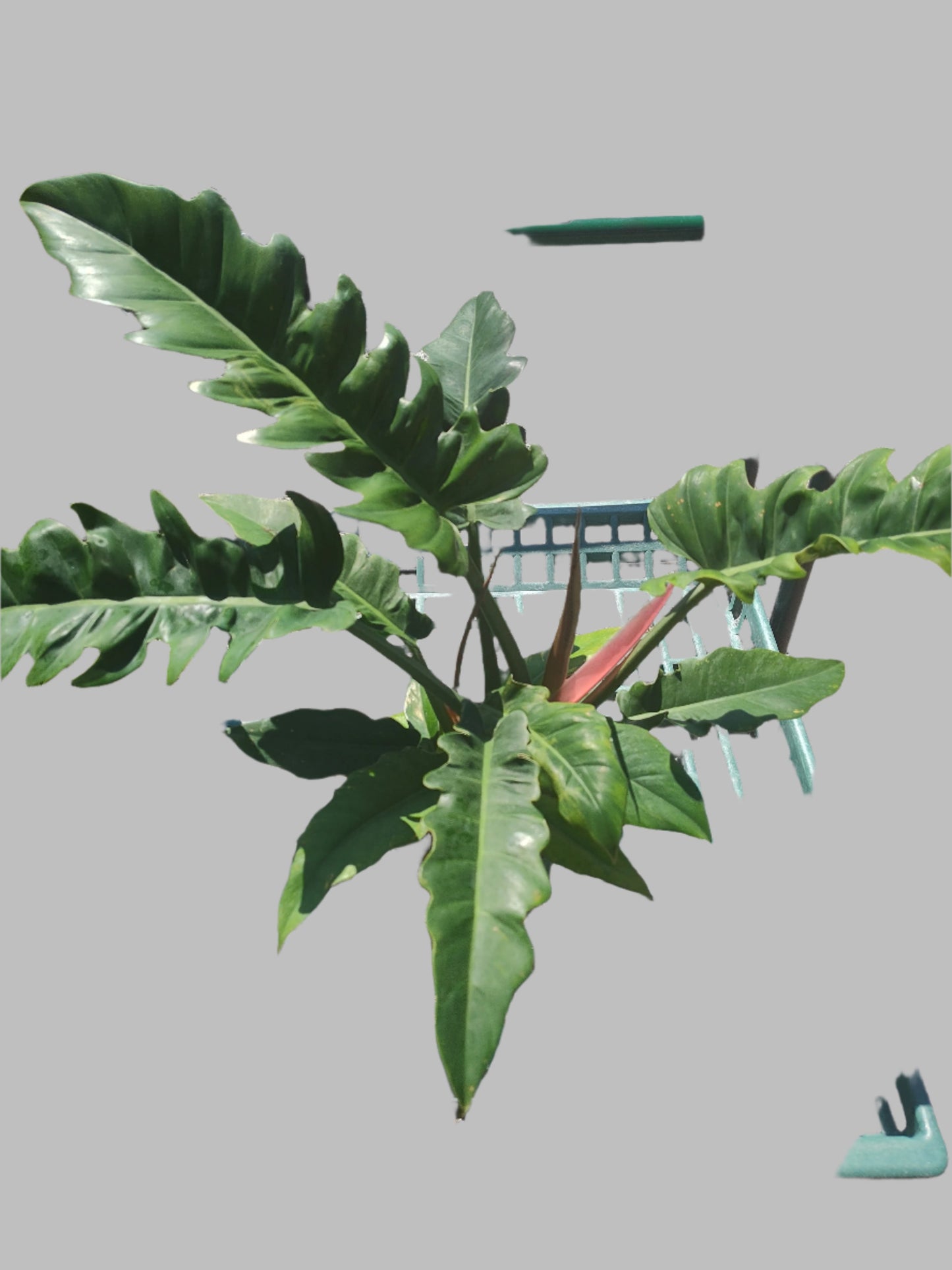 Philodendron Ring of Fire - 6" Pot