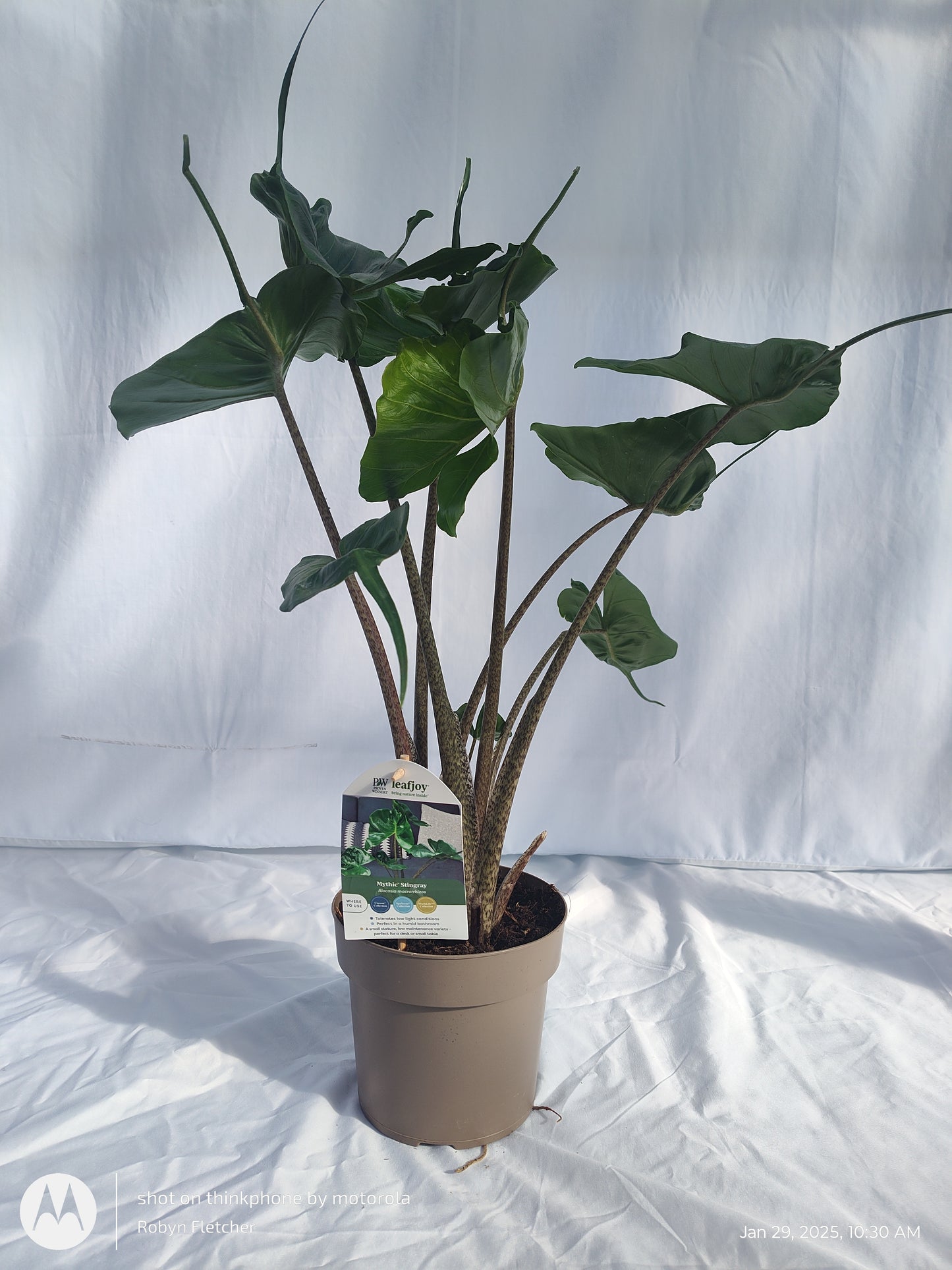 ALOCASIA STINGRAY™ PROVEN WINNERS 17CM