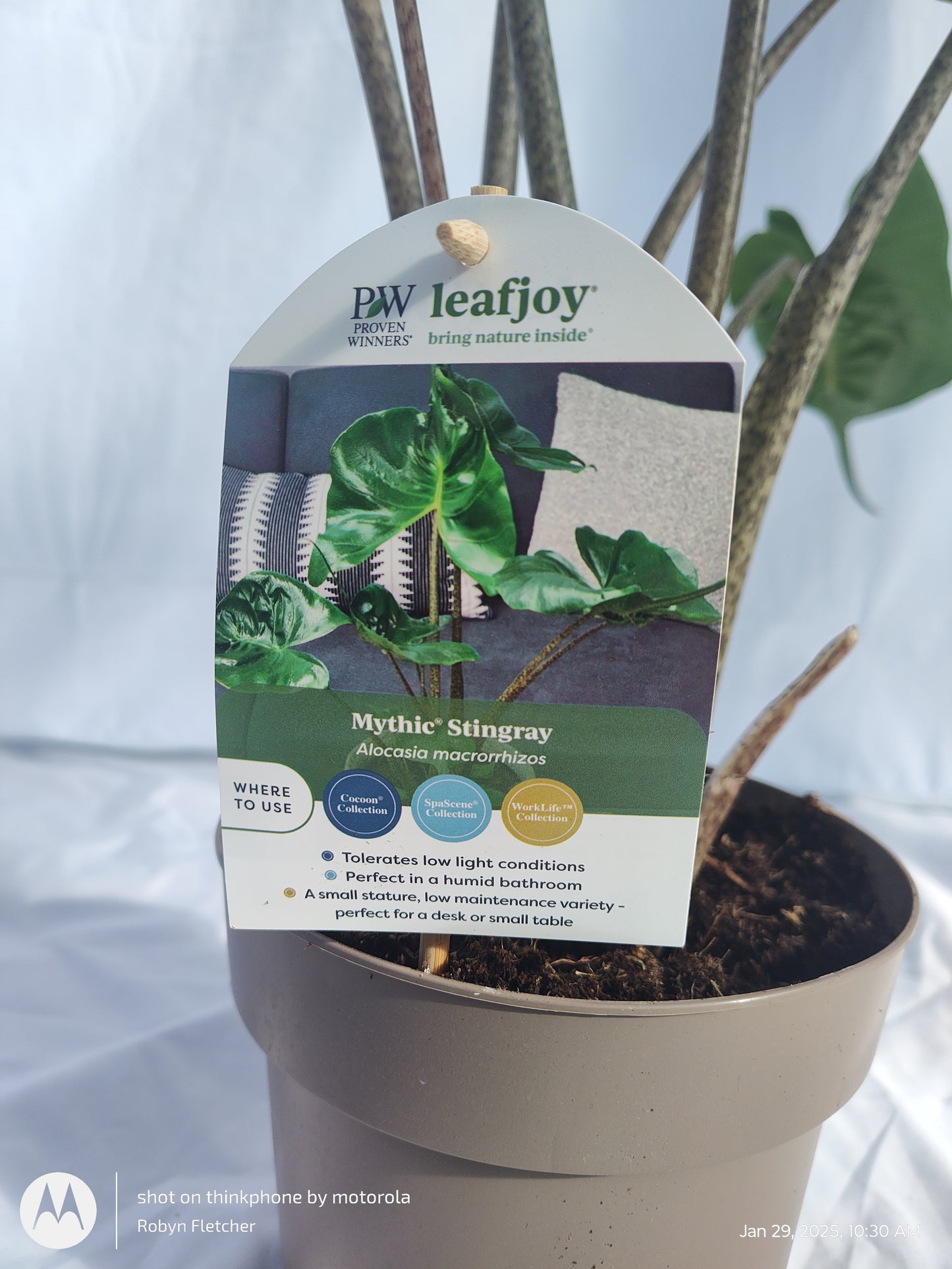 ALOCASIA STINGRAY™ PROVEN WINNERS 17CM