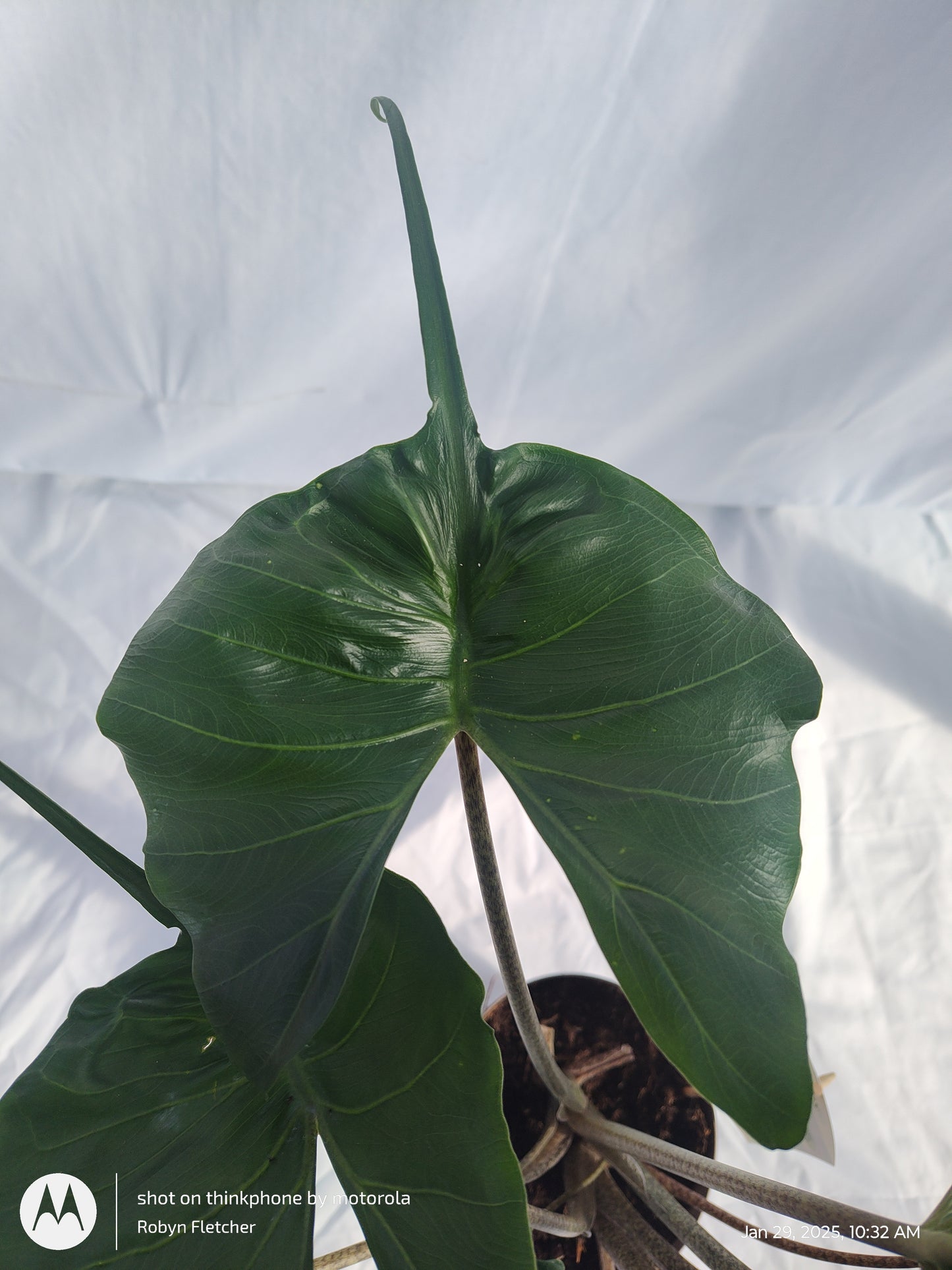 ALOCASIA STINGRAY™ PROVEN WINNERS 17CM