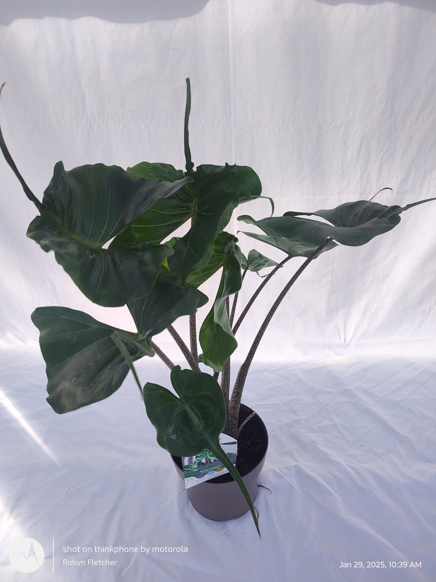 ALOCASIA STINGRAY™ PROVEN WINNERS 17CM