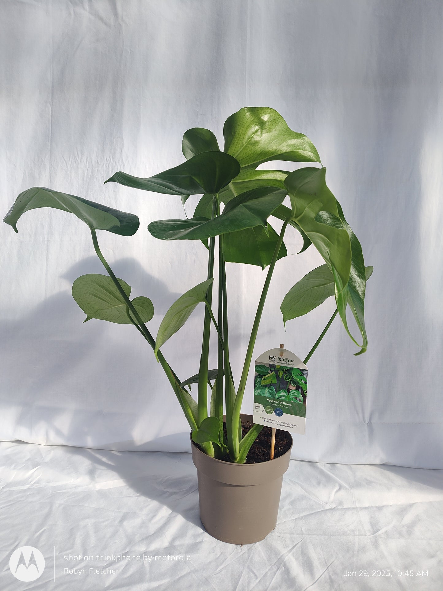 MONSTERA DELICIOSA PROVEN WINNERS 17CM