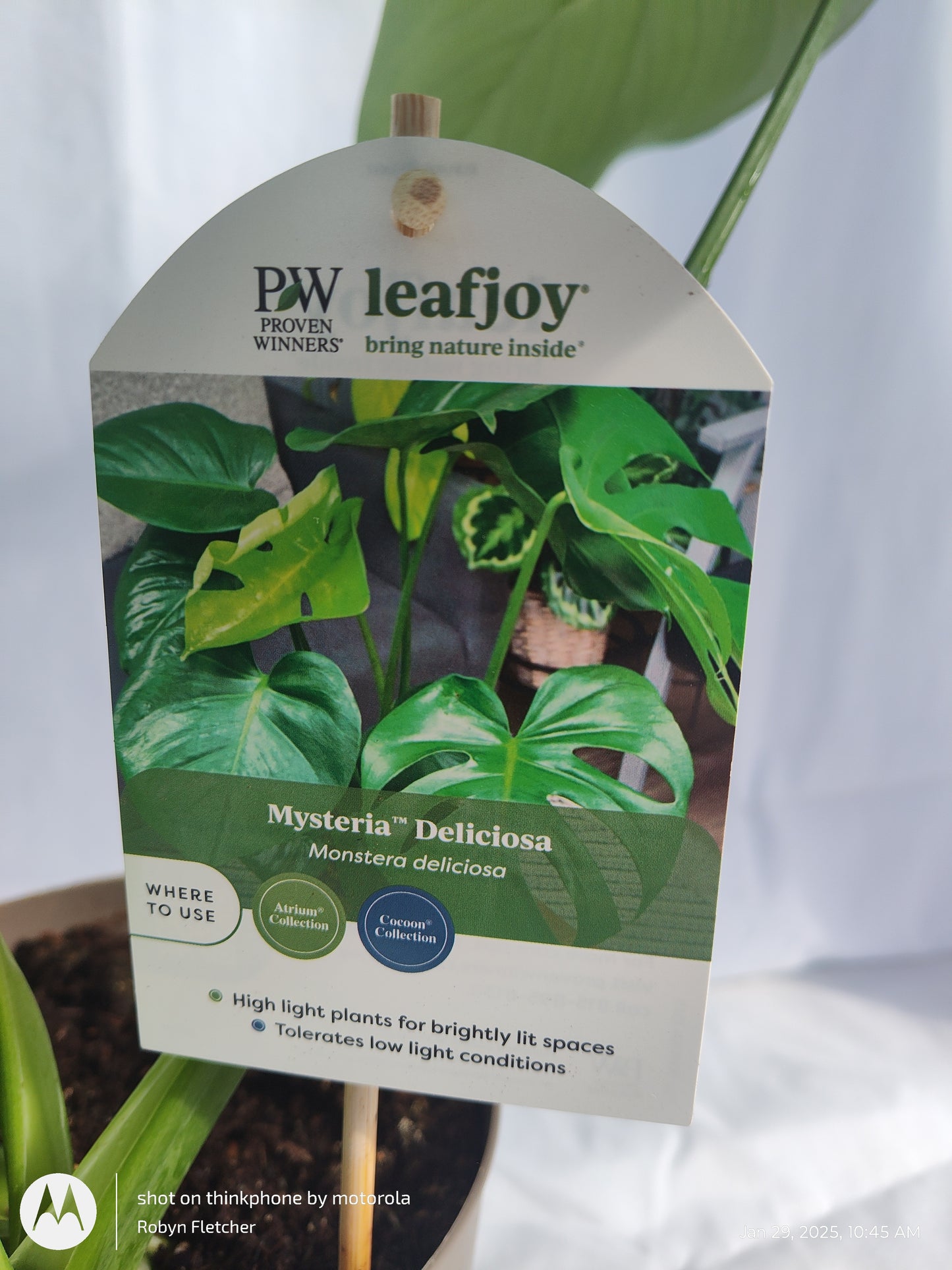 MONSTERA DELICIOSA PROVEN WINNERS 17CM