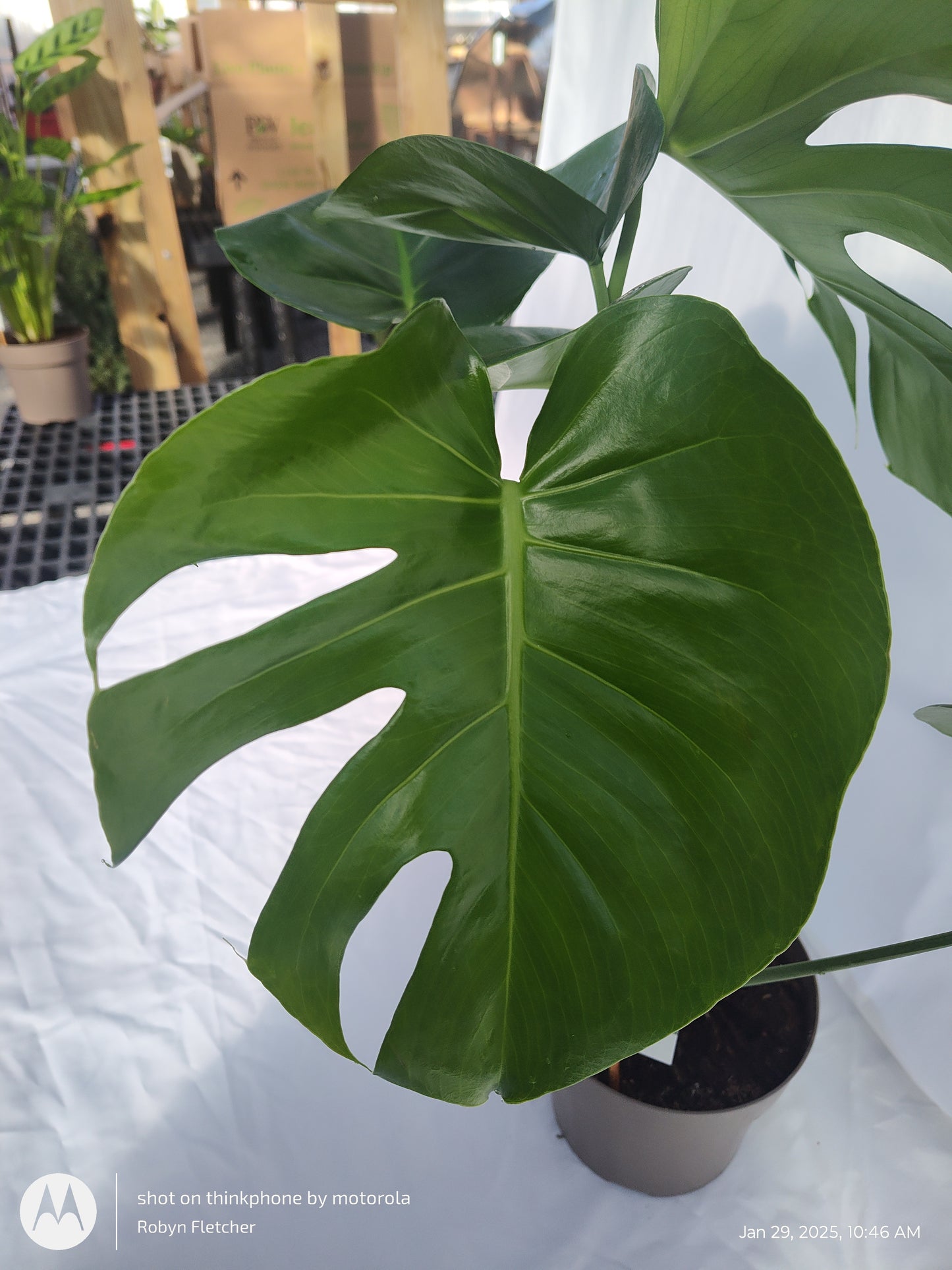 MONSTERA DELICIOSA PROVEN WINNERS 17CM