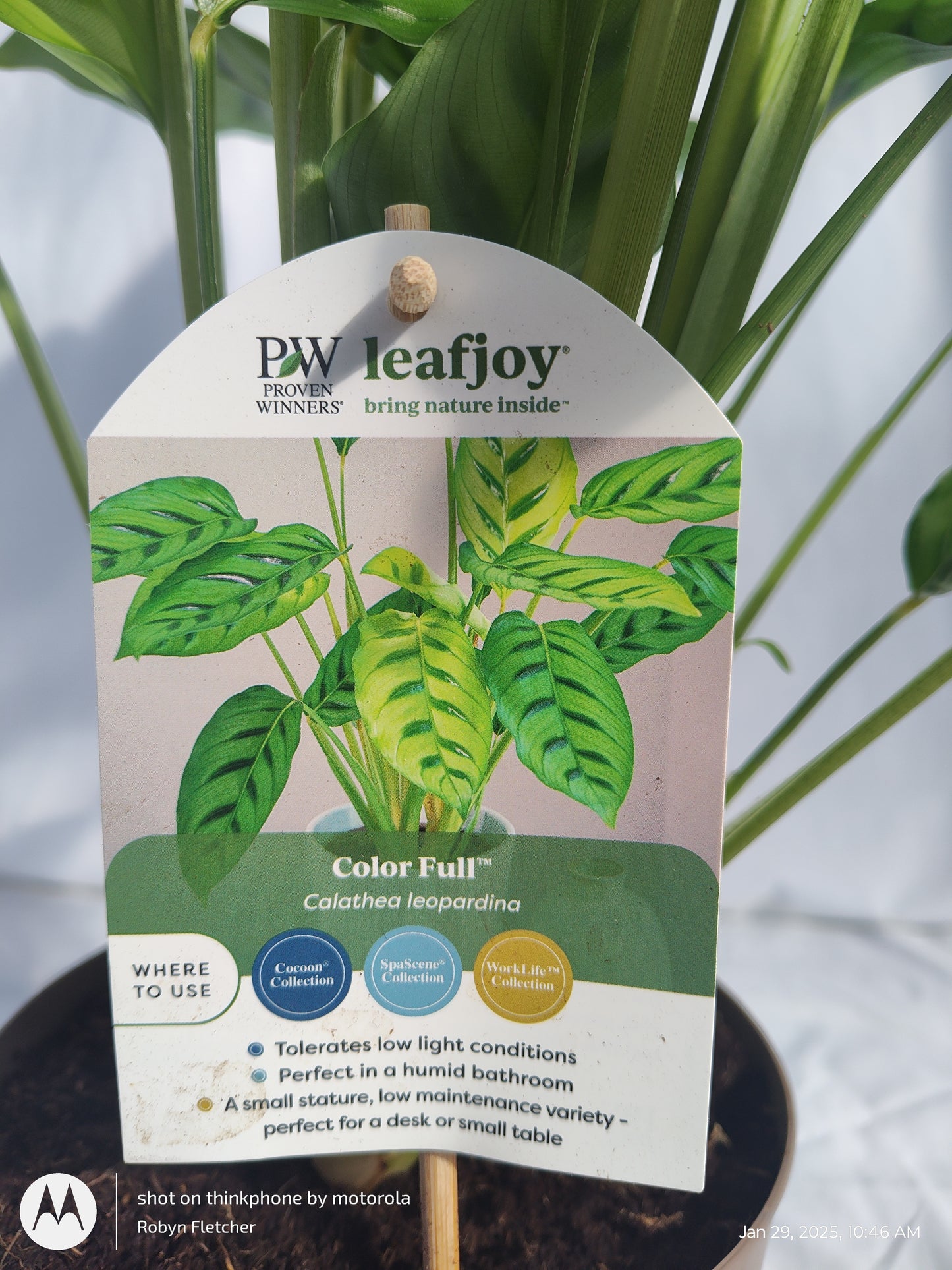 CALATHEA LEOPARDINA PROVEN WINNERS 17CM