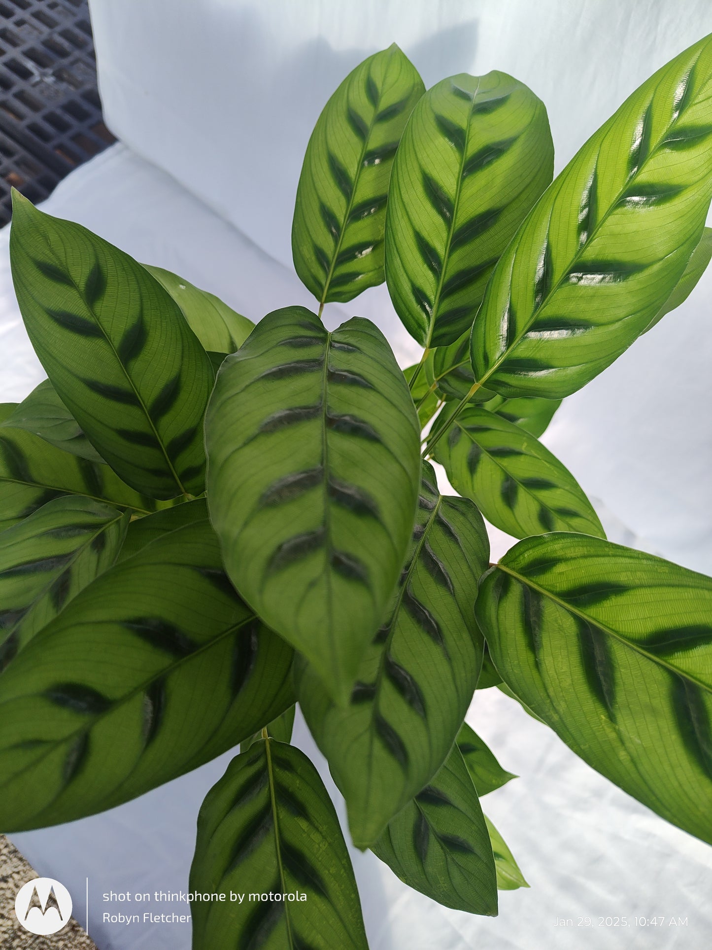 CALATHEA LEOPARDINA PROVEN WINNERS 17CM