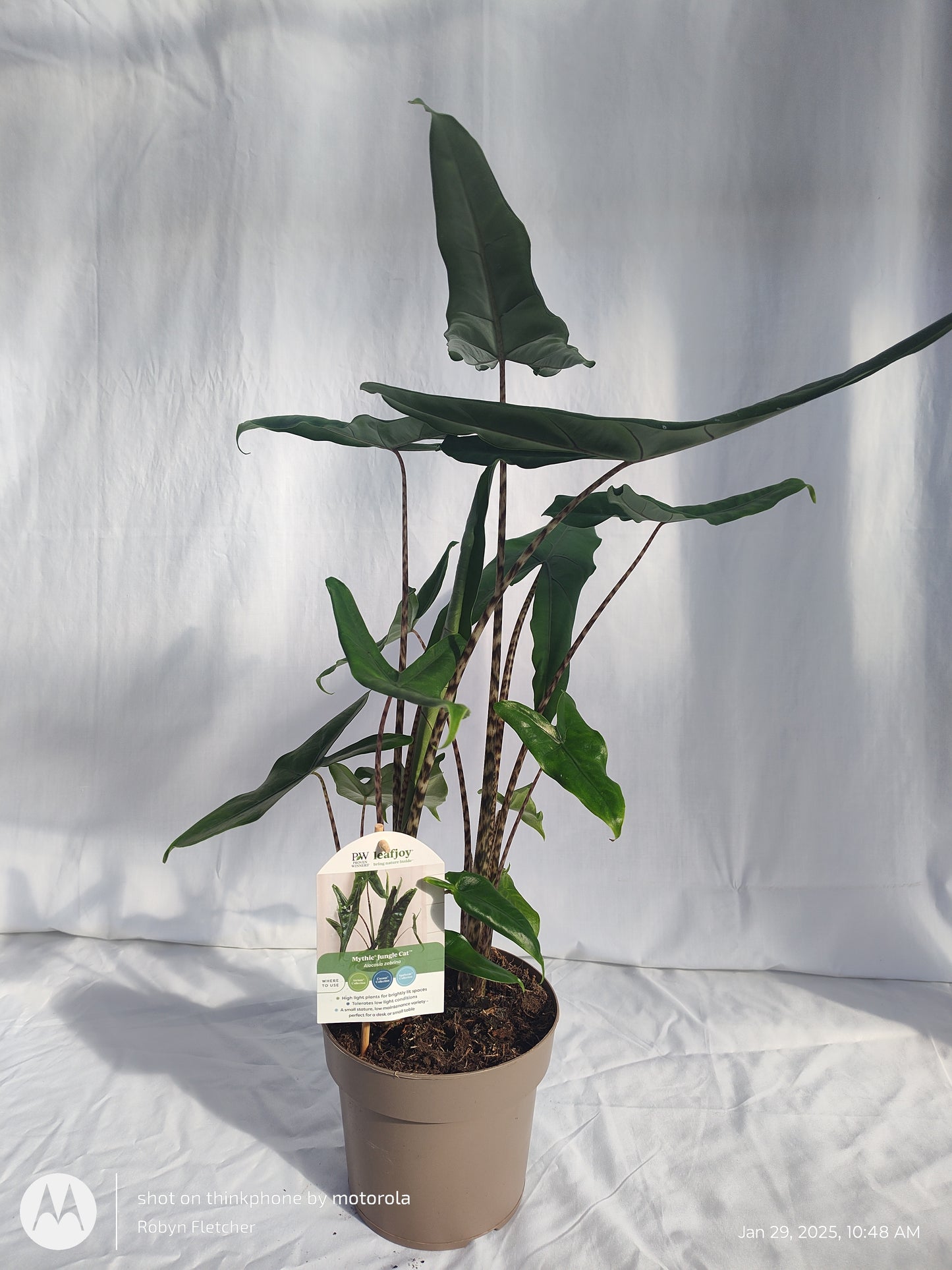 ALOCASIA JUNGLE CAT™ TIGRINA SUPERBA PROVEN WINNERS 17CM