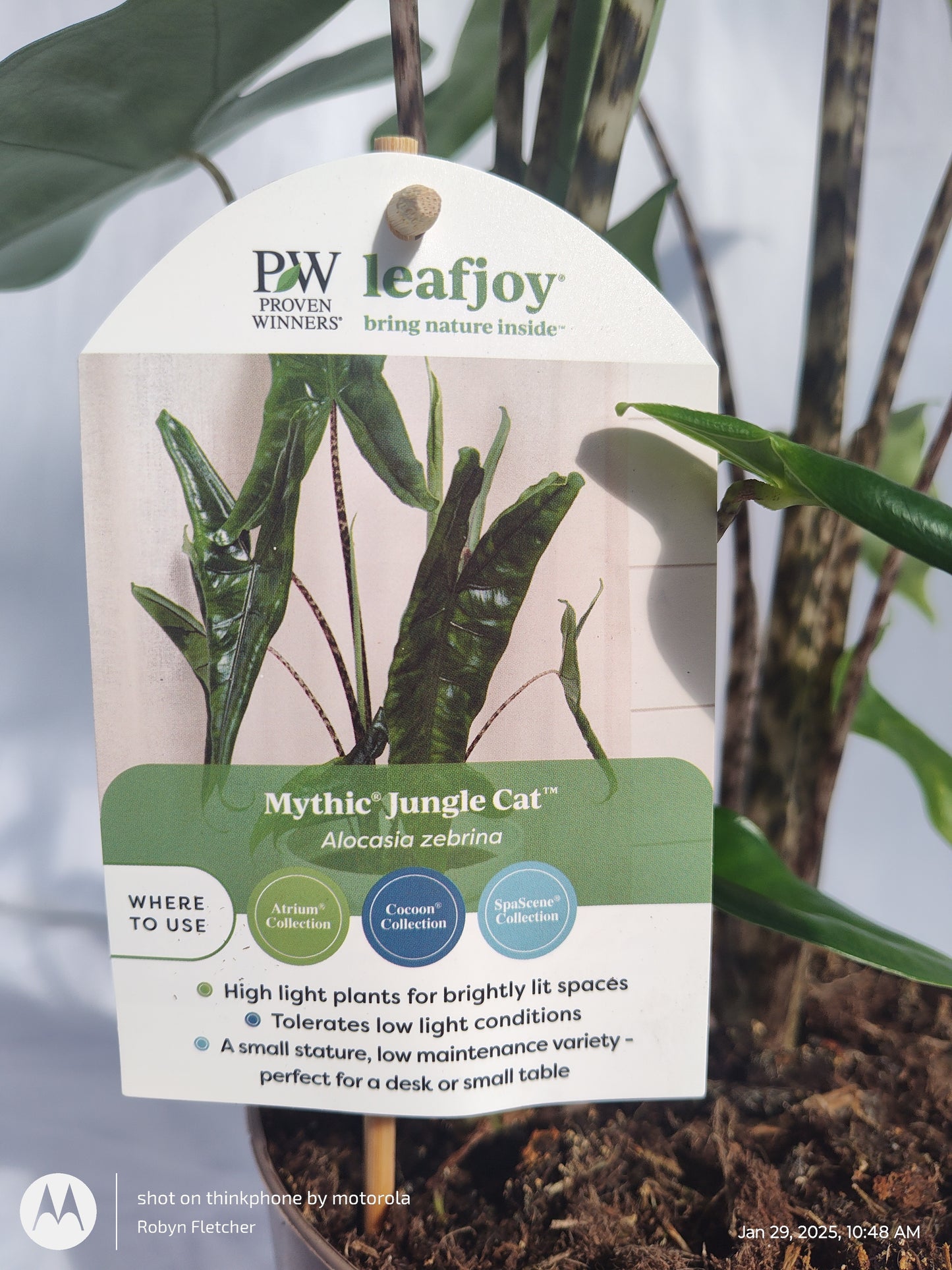 ALOCASIA JUNGLE CAT™ TIGRINA SUPERBA PROVEN WINNERS 17CM