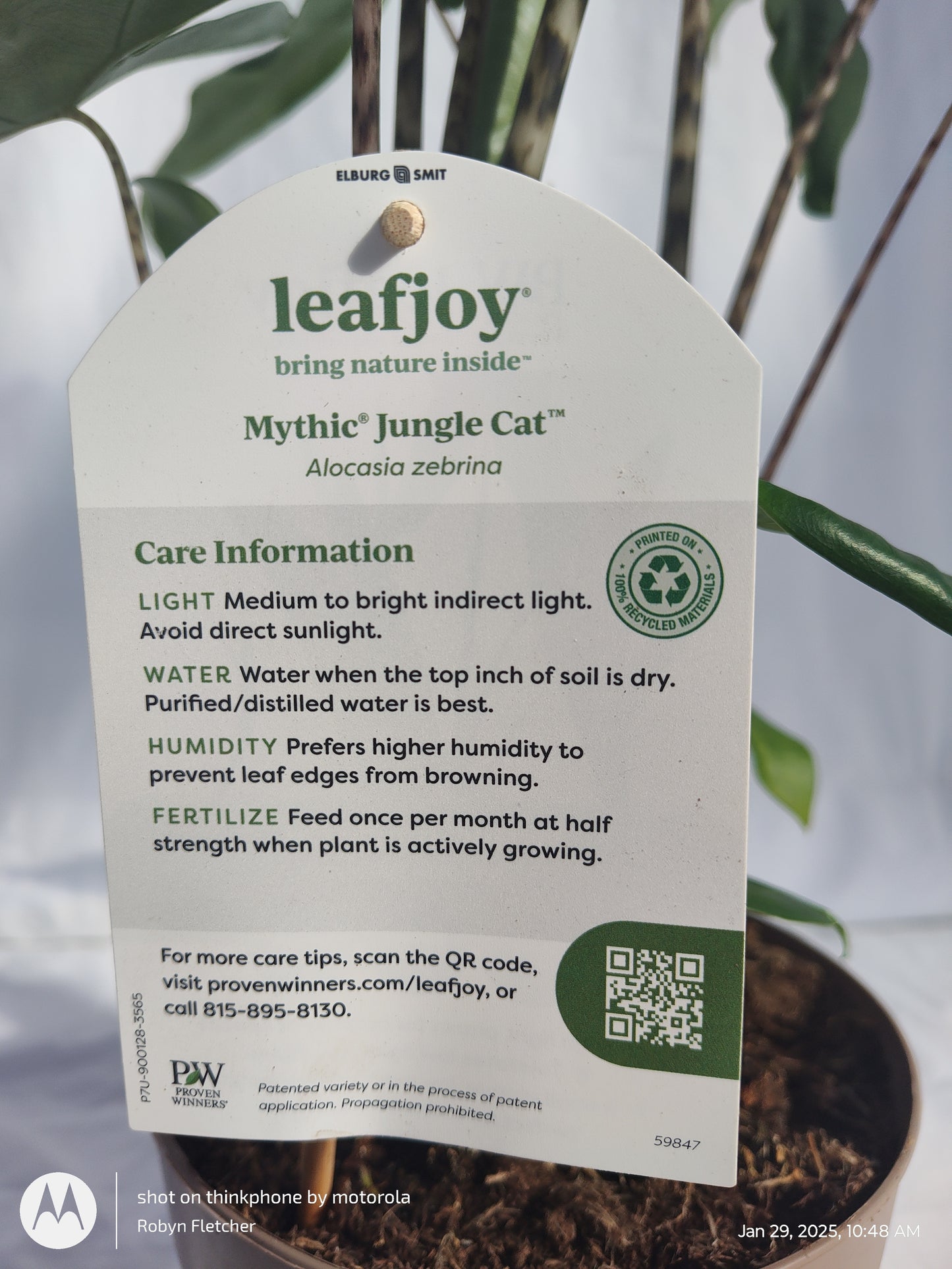 ALOCASIA JUNGLE CAT™ TIGRINA SUPERBA PROVEN WINNERS 17CM
