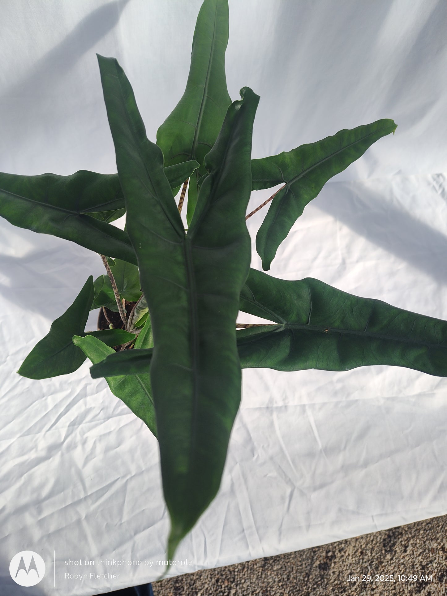 ALOCASIA JUNGLE CAT™ TIGRINA SUPERBA PROVEN WINNERS 17CM