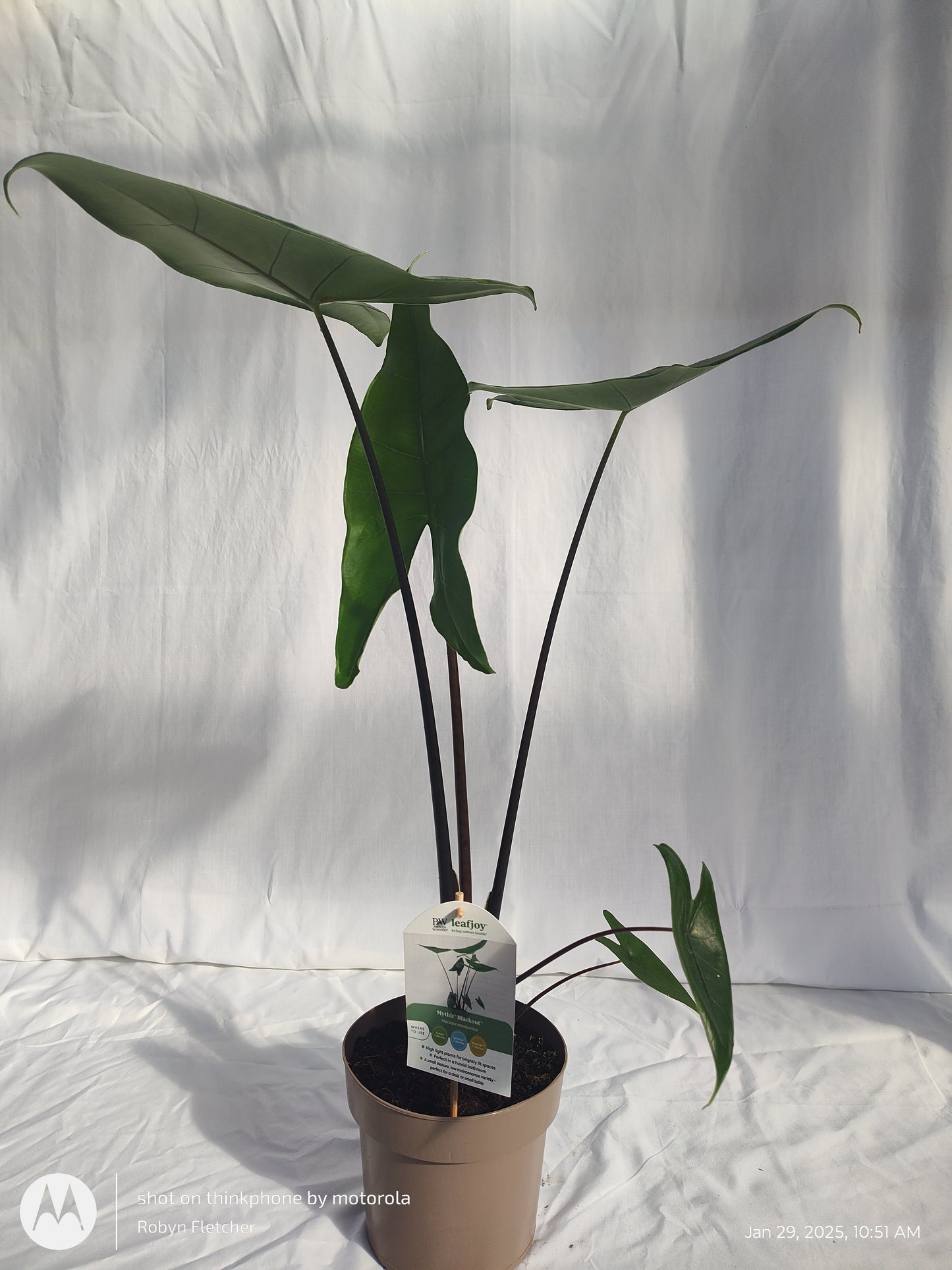 ALOCASIA BLACKOUT™ BLACK ZEBRINA PROVEN WINNERS 17 CM