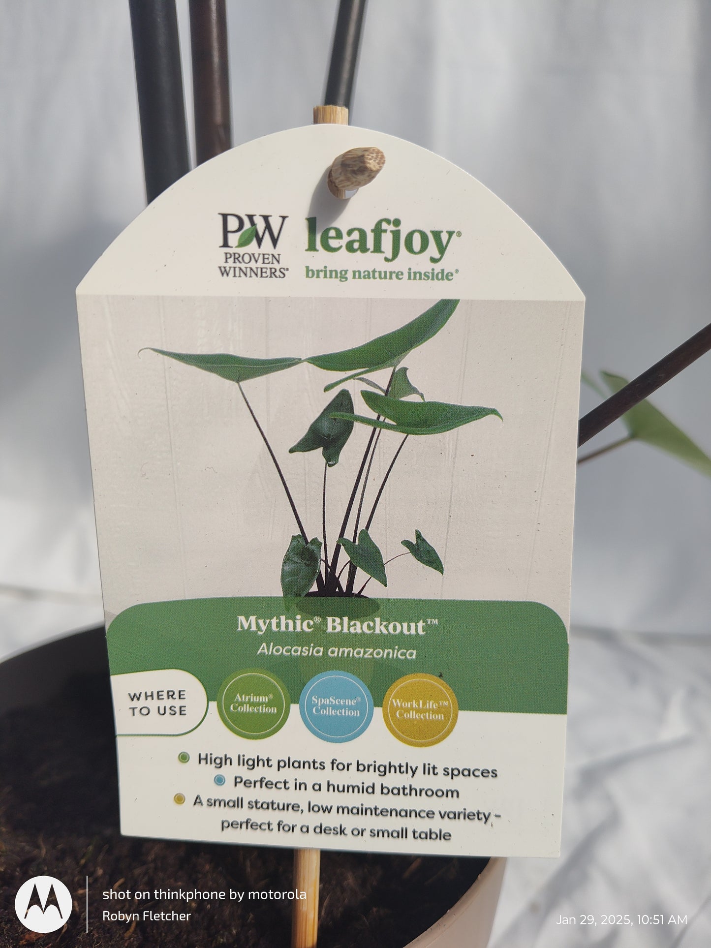 ALOCASIA BLACKOUT™ BLACK ZEBRINA PROVEN WINNERS 17 CM
