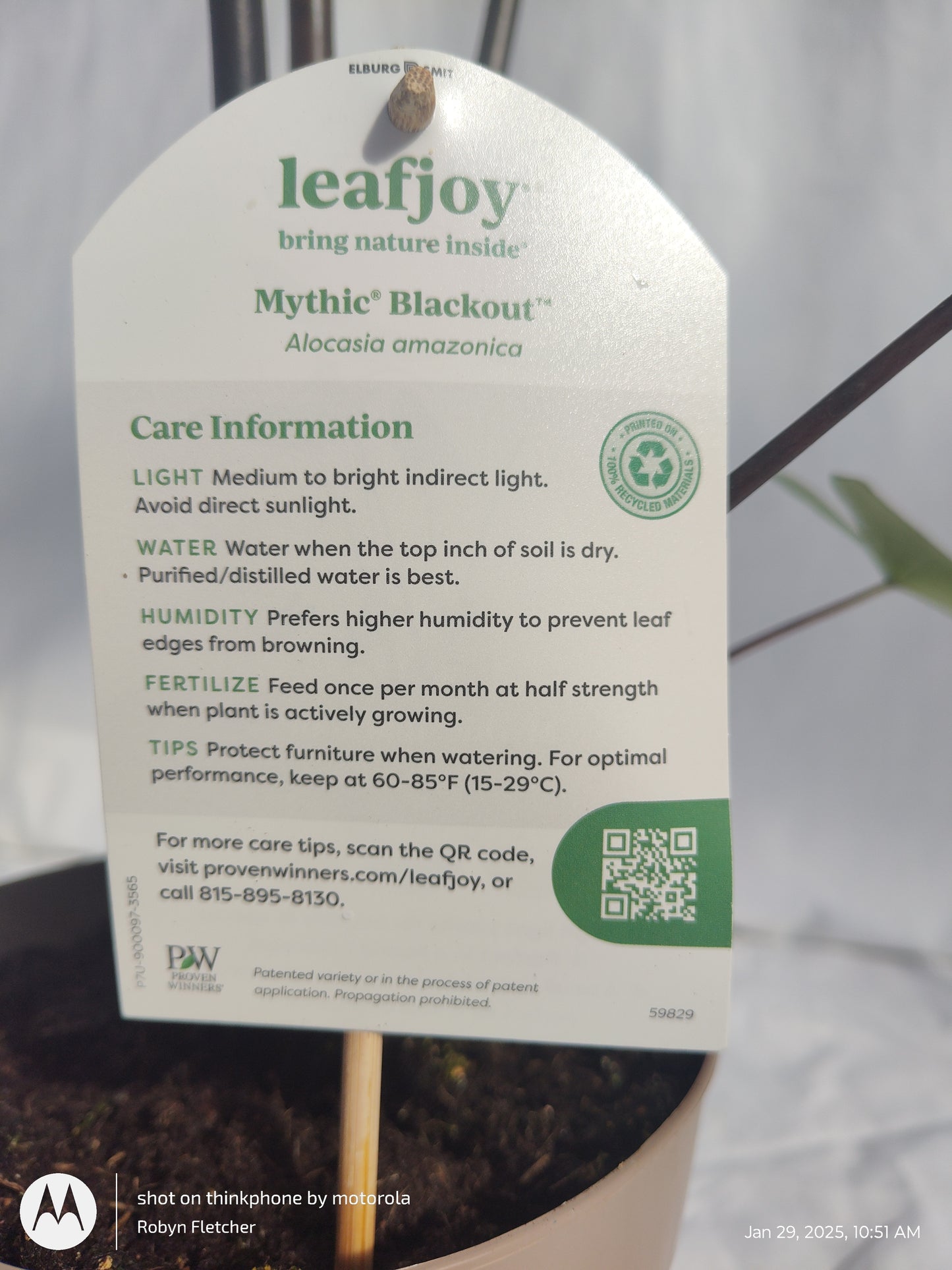 ALOCASIA BLACKOUT™ BLACK ZEBRINA PROVEN WINNERS 17 CM