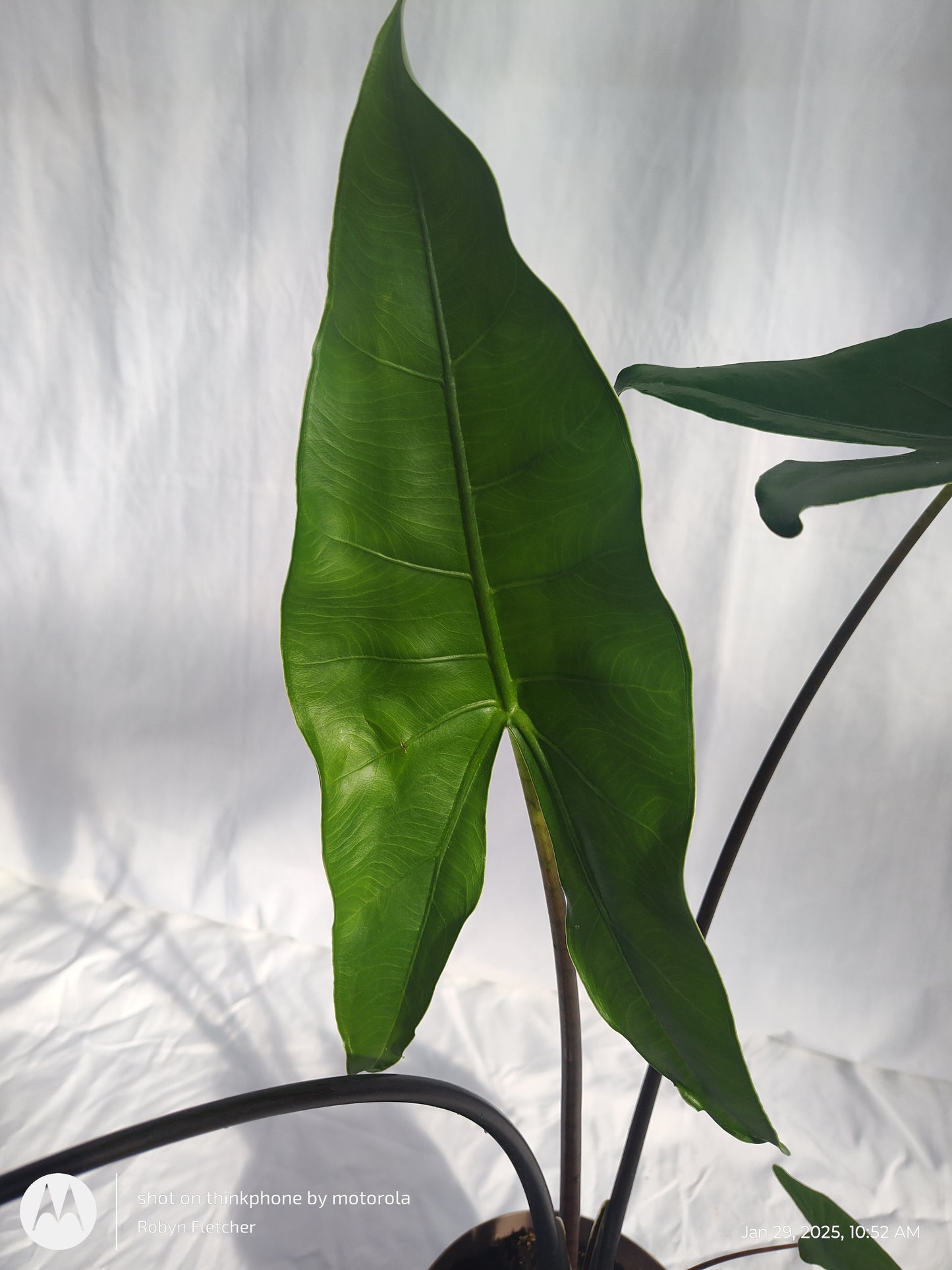 ALOCASIA BLACKOUT™ BLACK ZEBRINA PROVEN WINNERS 17 CM