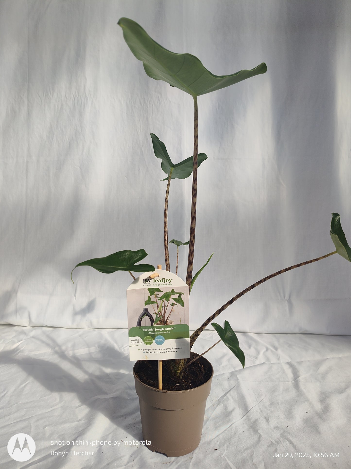 ALOCASIA JUNGLE MUSIC™ SIBERIAN TIGER PROVEN WINNERS 12CM