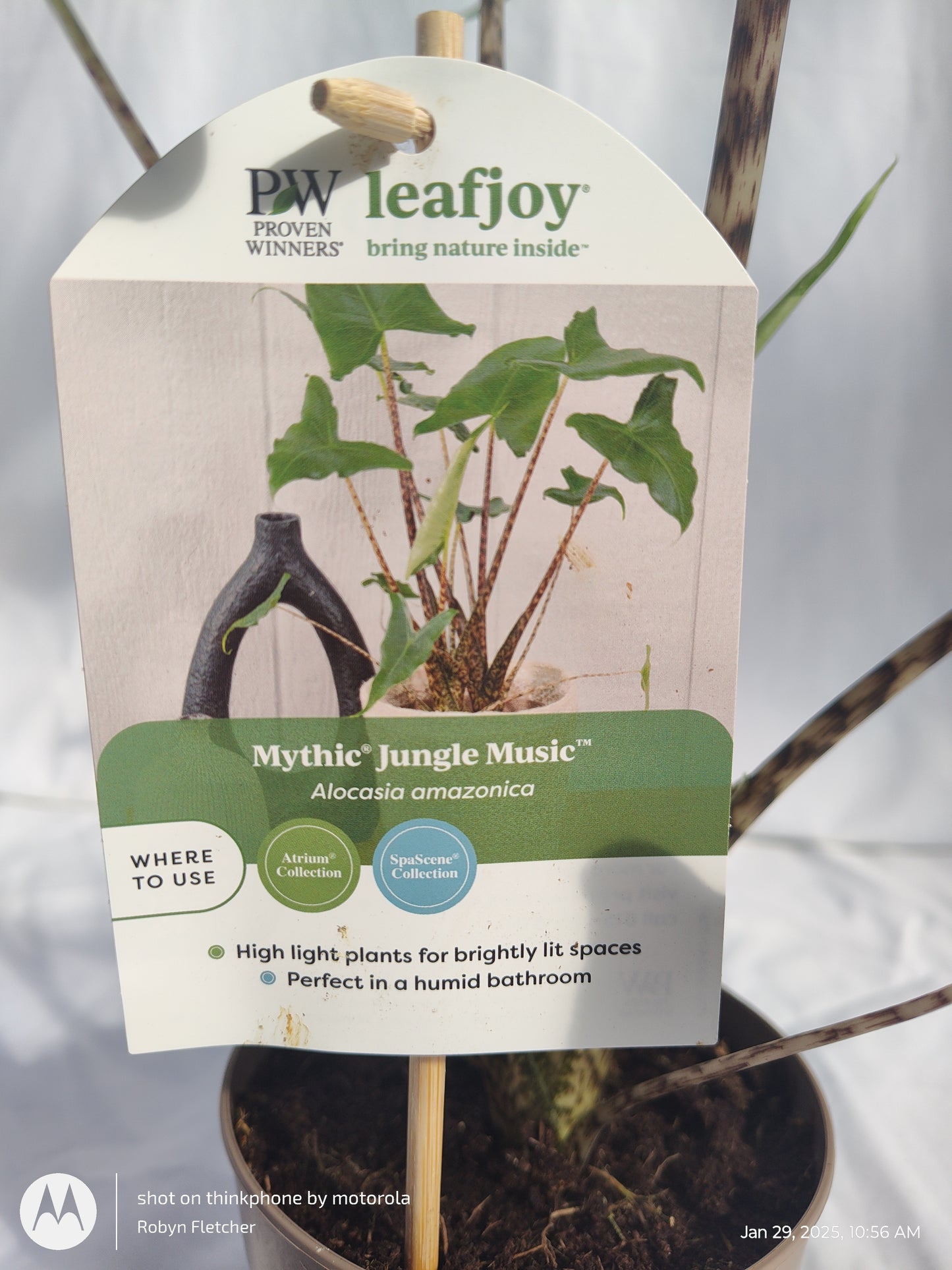 ALOCASIA JUNGLE MUSIC™ SIBERIAN TIGER PROVEN WINNERS 12CM