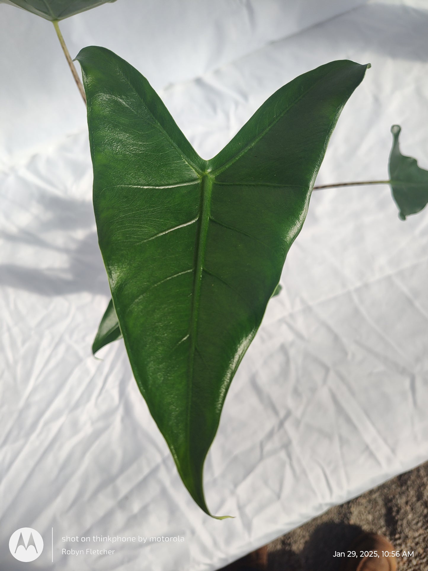 ALOCASIA JUNGLE MUSIC™ SIBERIAN TIGER PROVEN WINNERS 12CM