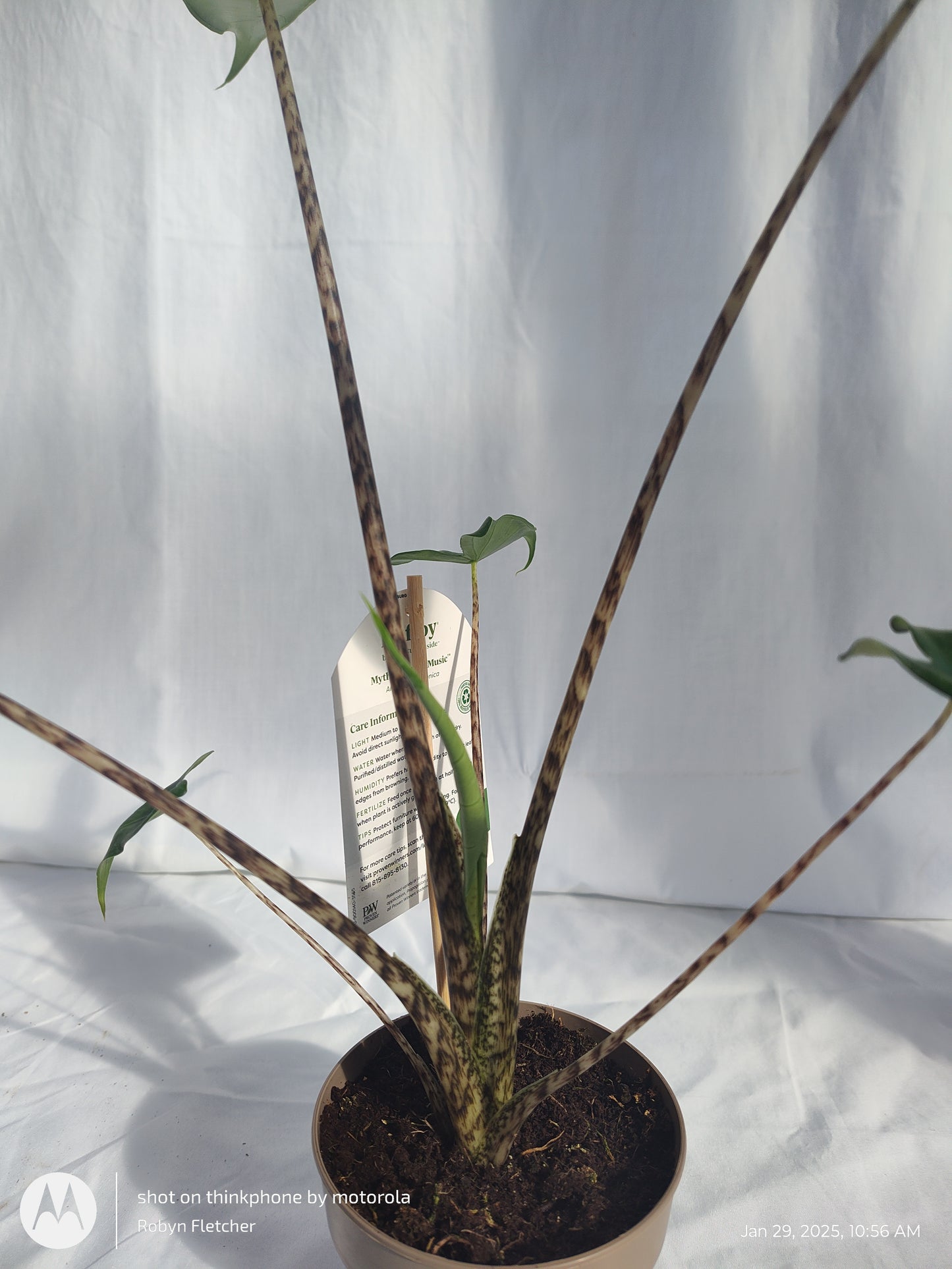 ALOCASIA JUNGLE MUSIC™ SIBERIAN TIGER PROVEN WINNERS 12CM