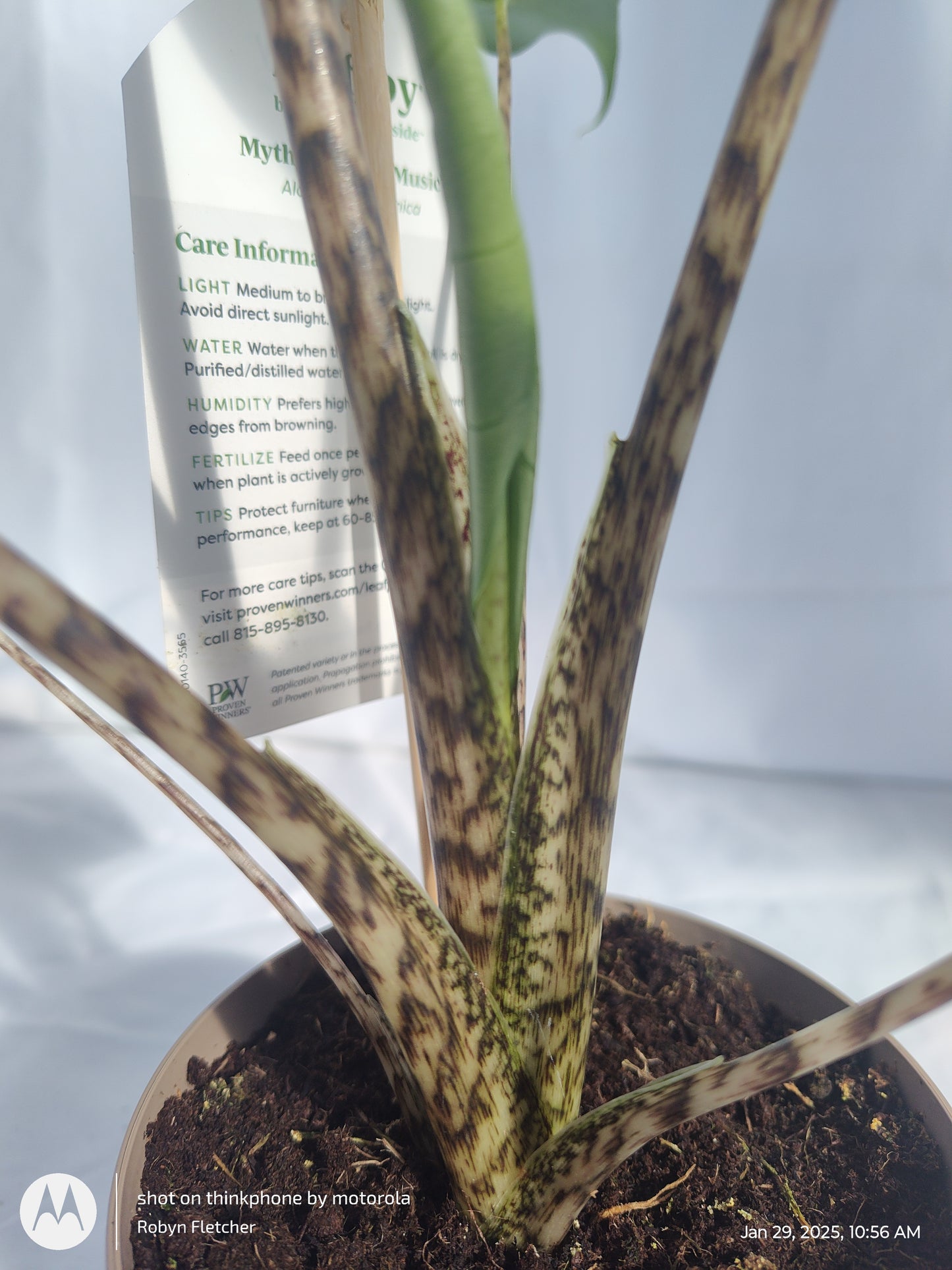 ALOCASIA JUNGLE MUSIC™ SIBERIAN TIGER PROVEN WINNERS 12CM