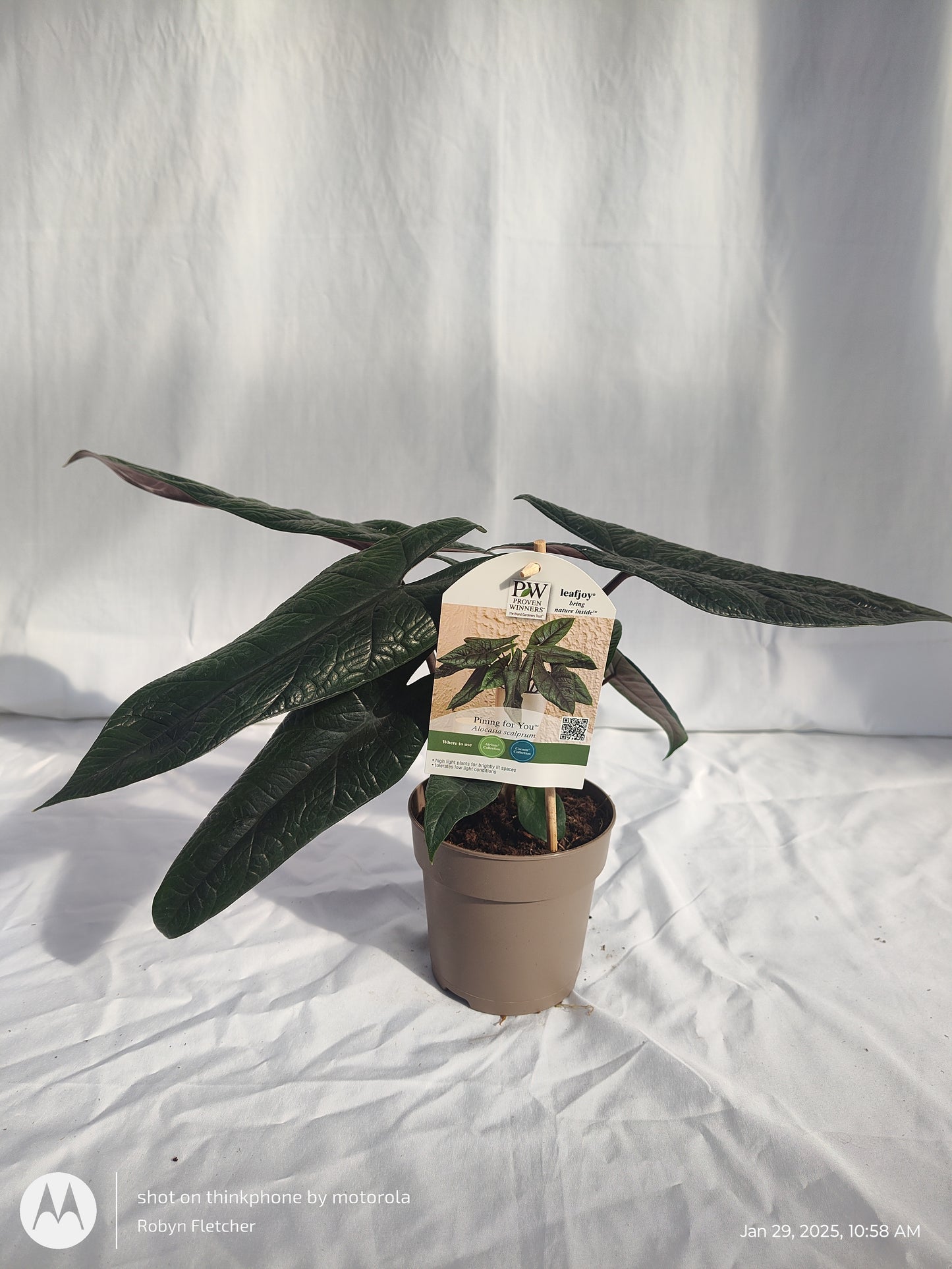 ALOCASIA PINING FOR YOU™ SCALPRUM 12 CM