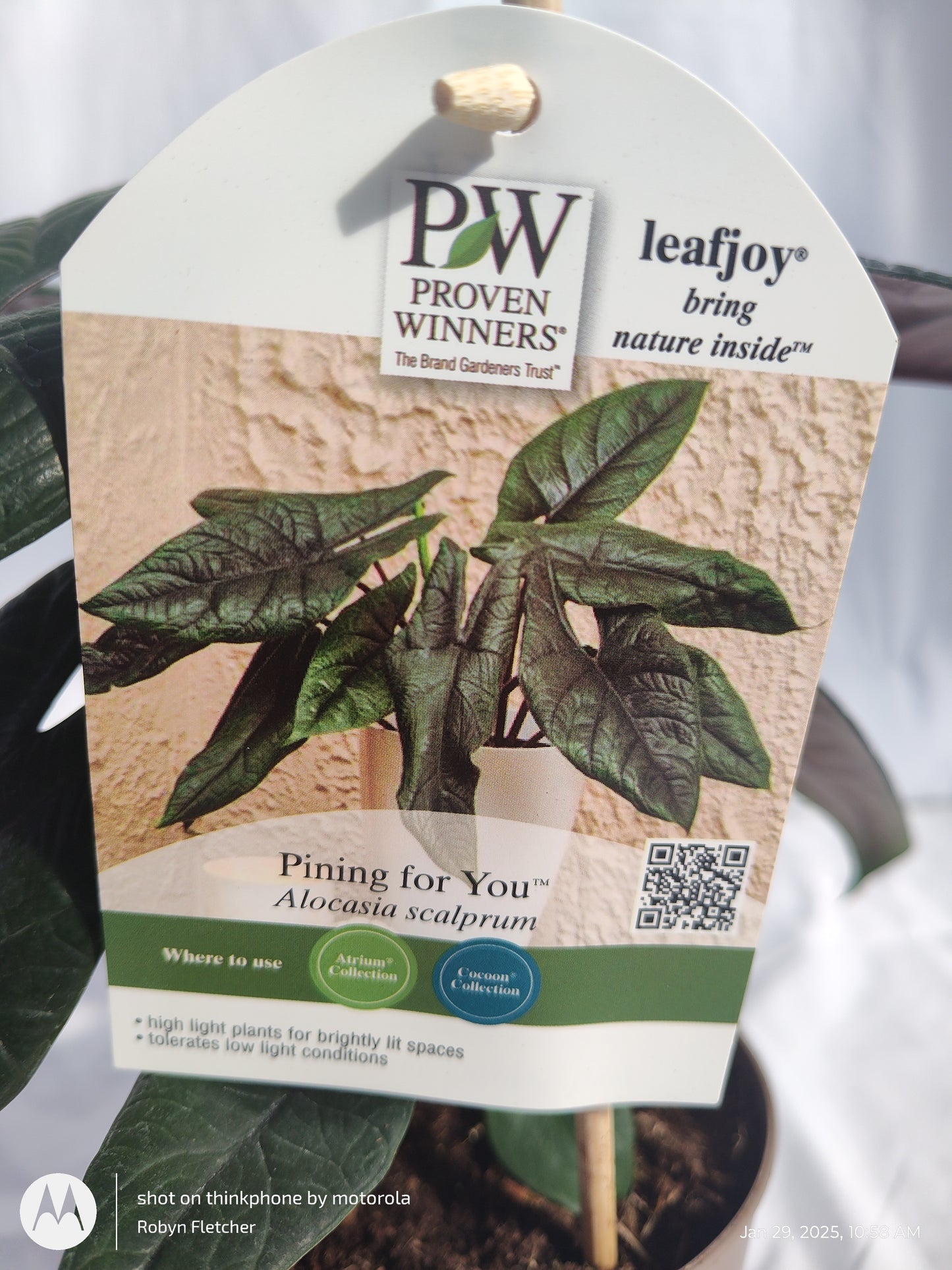 ALOCASIA PINING FOR YOU™ SCALPRUM 12 CM