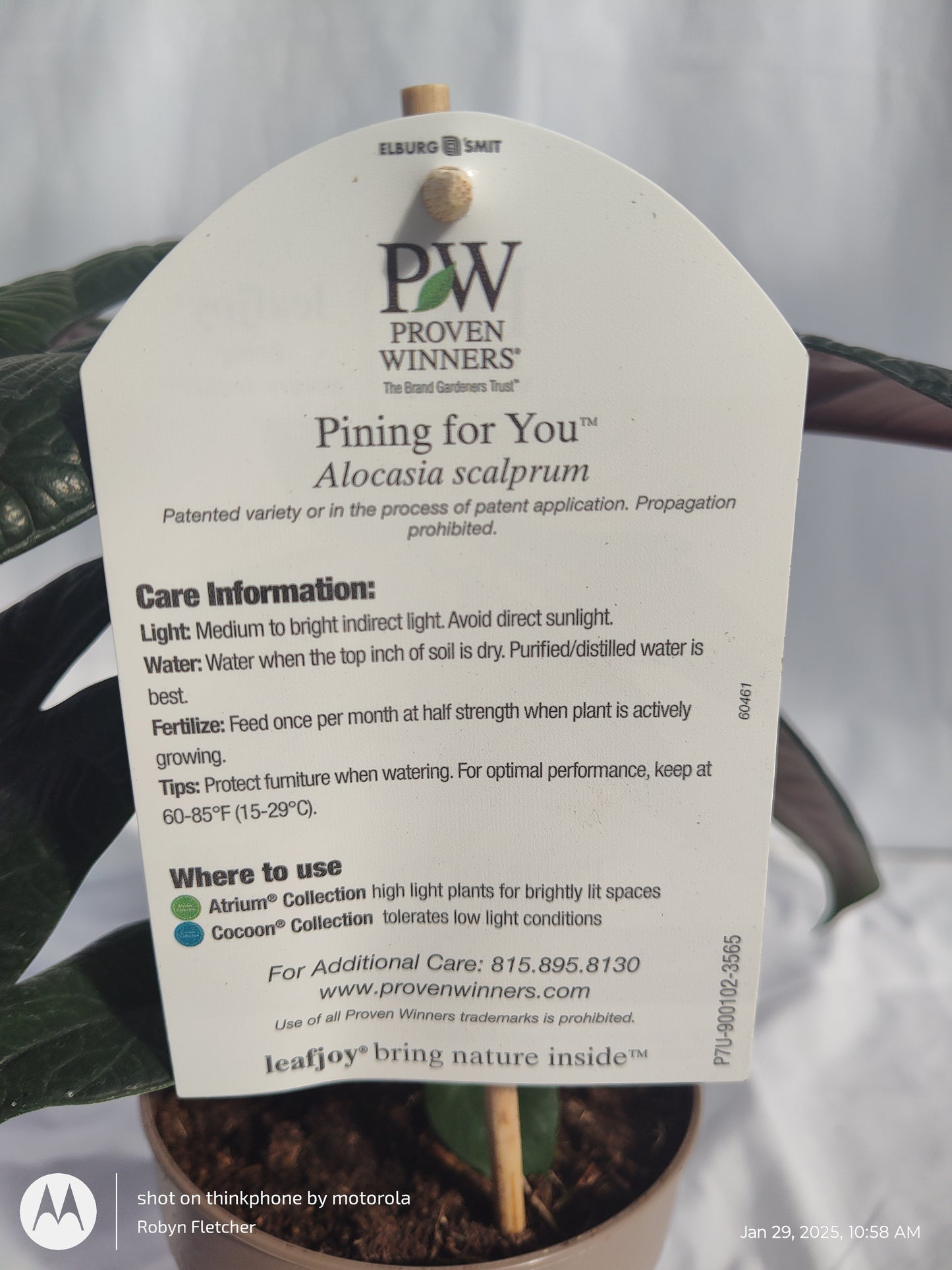 ALOCASIA PINING FOR YOU™ SCALPRUM 12 CM