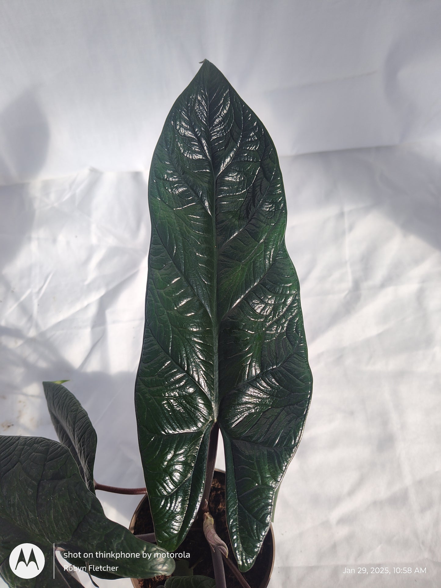 ALOCASIA PINING FOR YOU™ SCALPRUM 12 CM