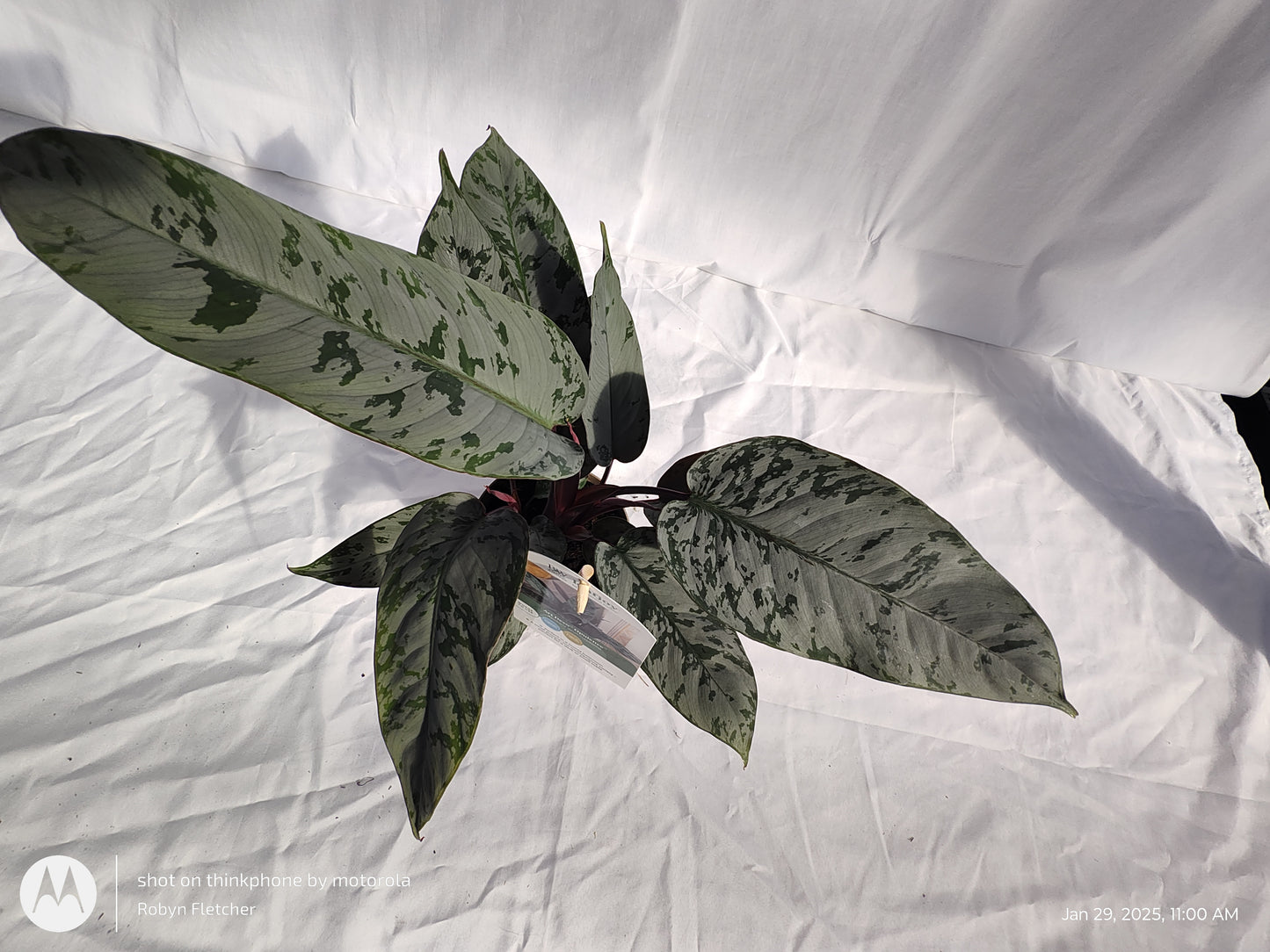 APOBALIS OPULENCE™ RED SWORD 12CM