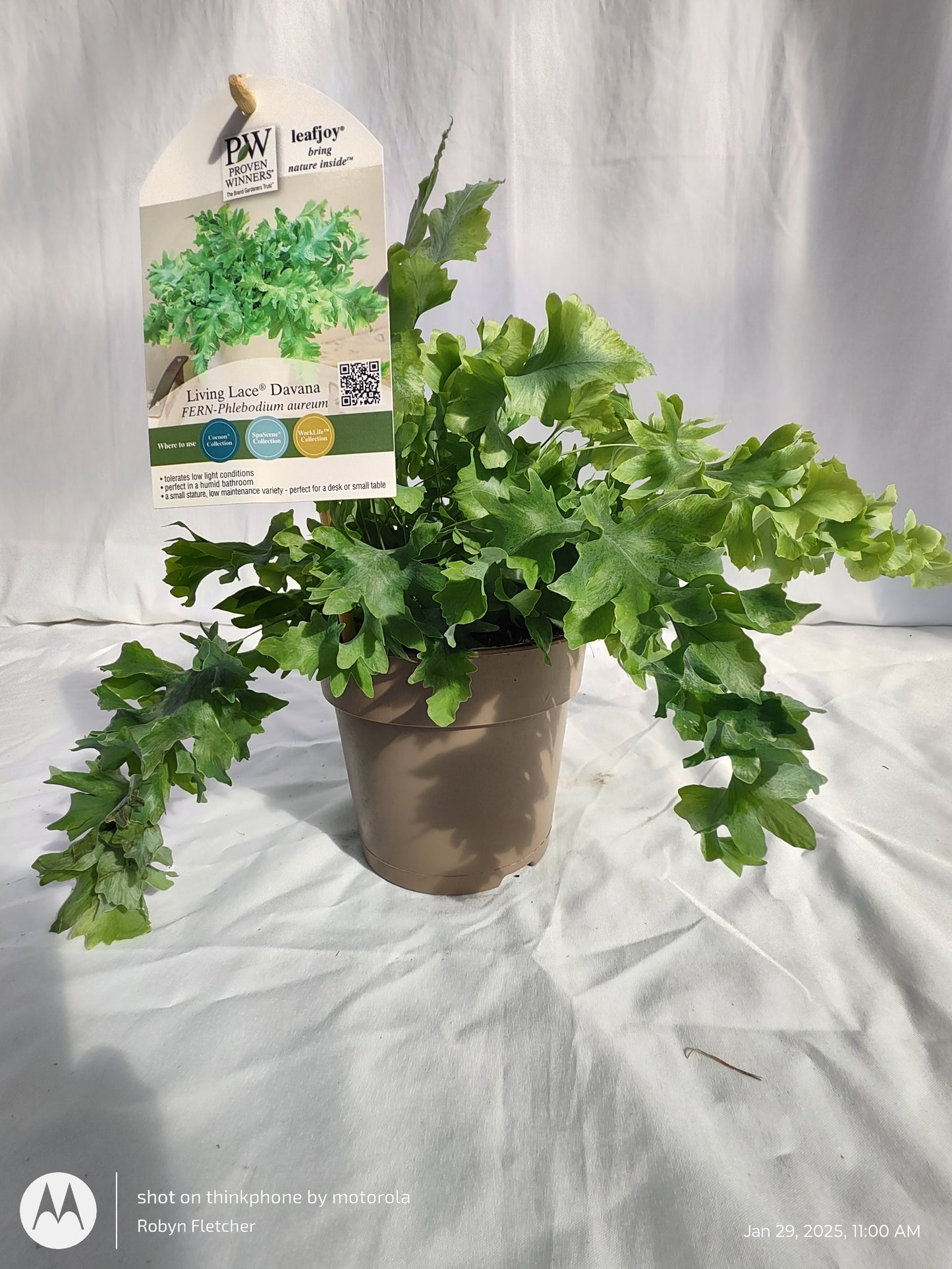 FERN BLUE STAR DAVANA PROVEN WINNERS 12CM