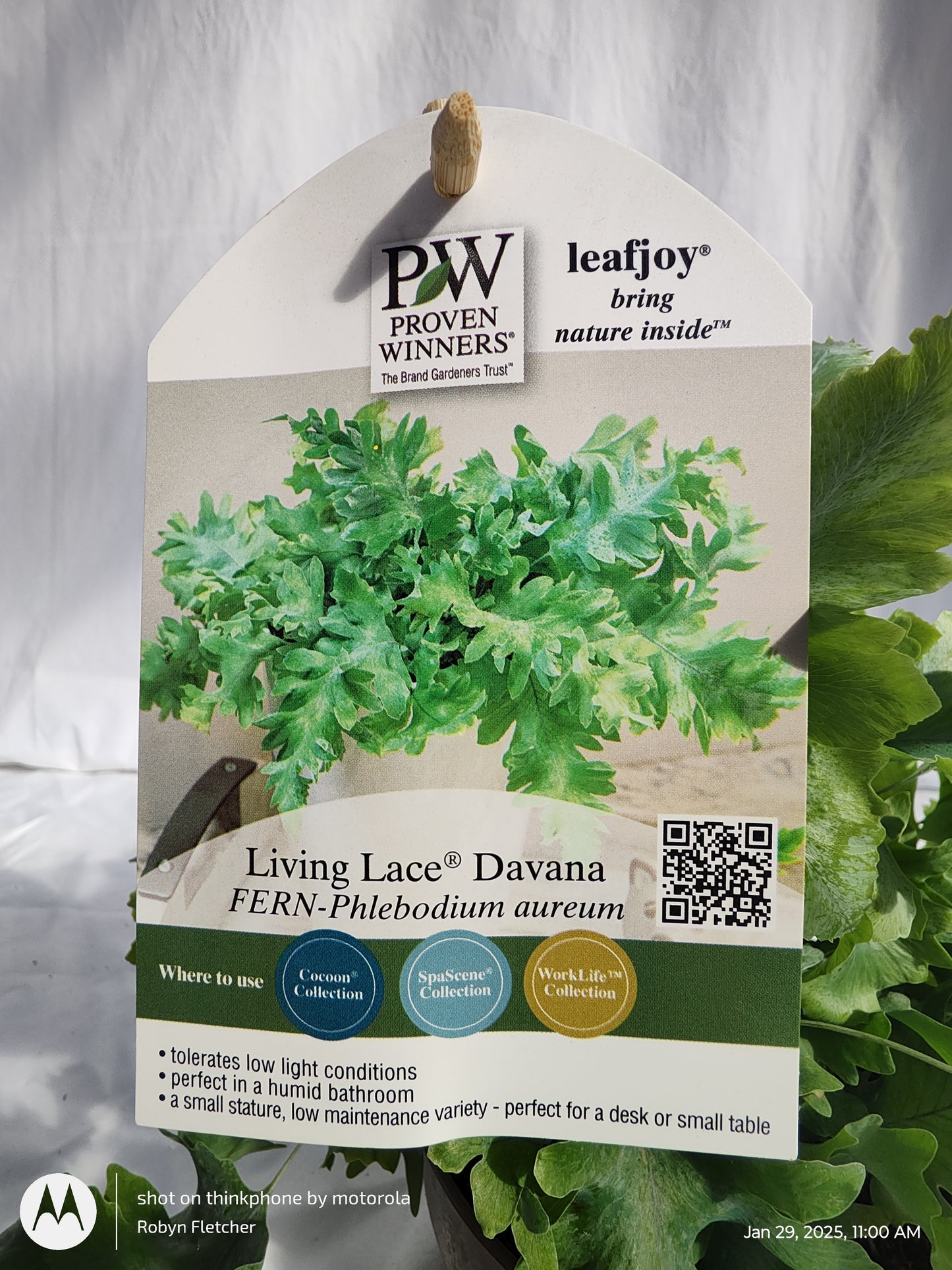FERN BLUE STAR DAVANA PROVEN WINNERS 12CM