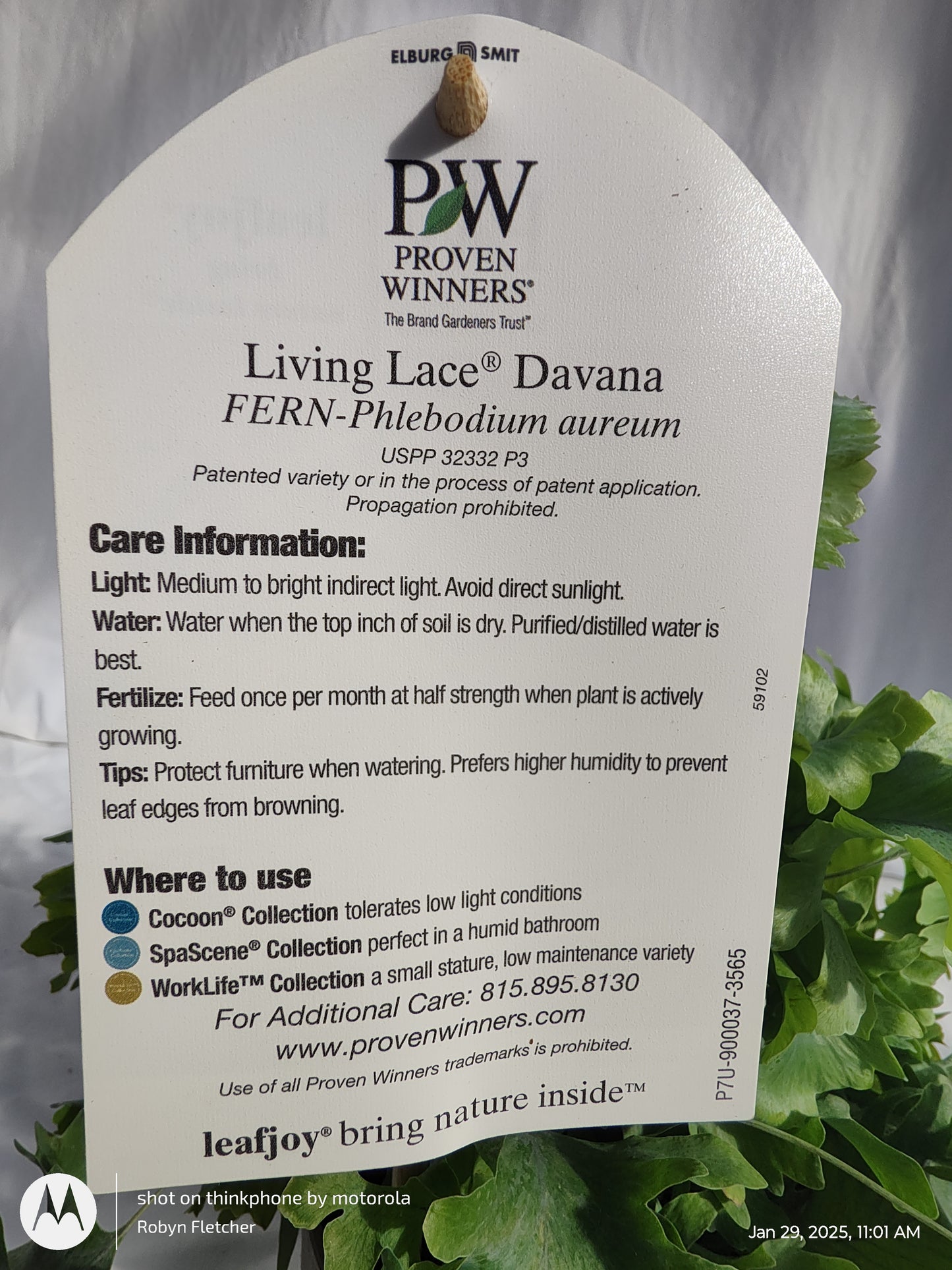 FERN BLUE STAR DAVANA PROVEN WINNERS 12CM