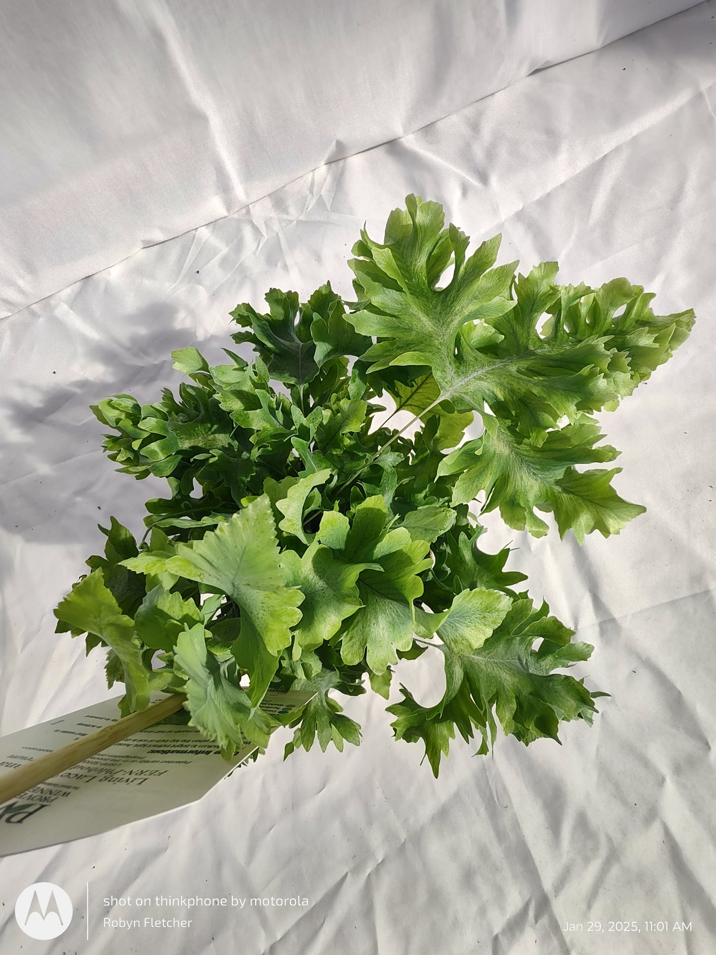 FERN BLUE STAR DAVANA PROVEN WINNERS 12CM