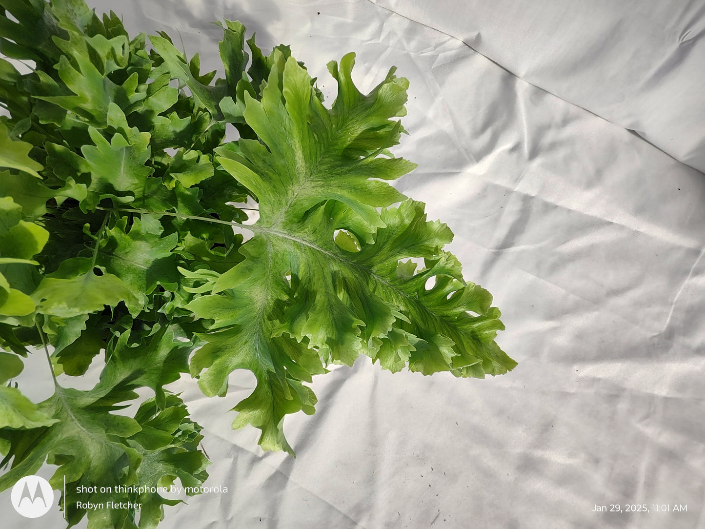 FERN BLUE STAR DAVANA PROVEN WINNERS 12CM