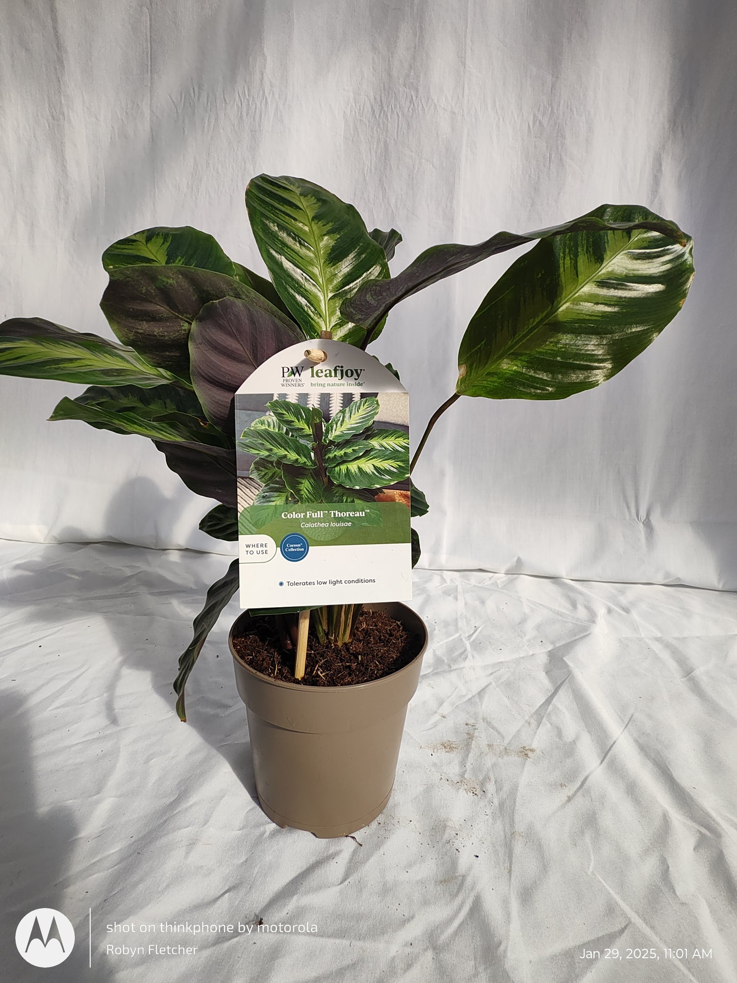 CALATHEA THOREAU™ MISTO PROVEN WINNERS 12CM