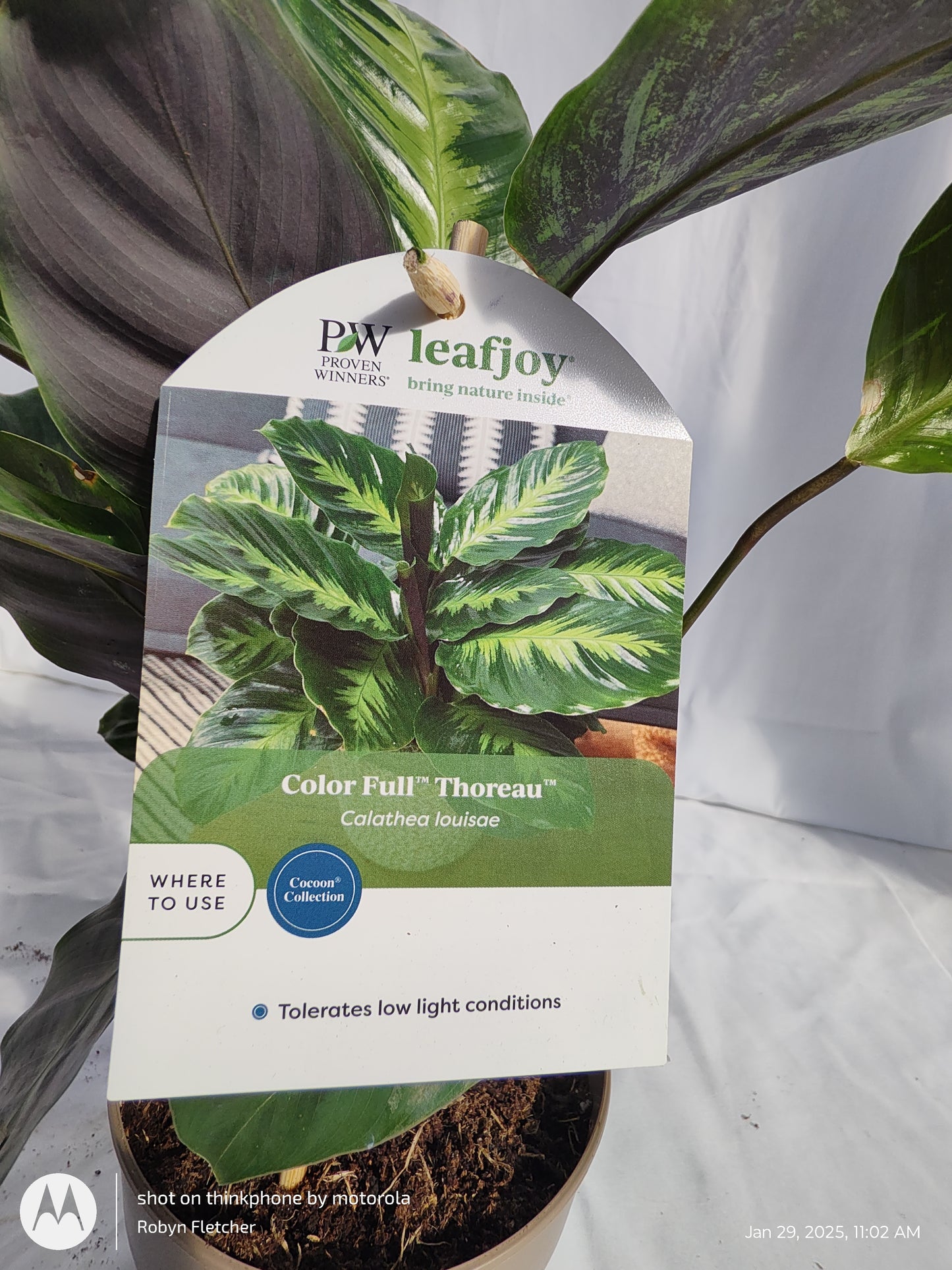 CALATHEA THOREAU™ MISTO PROVEN WINNERS 12CM