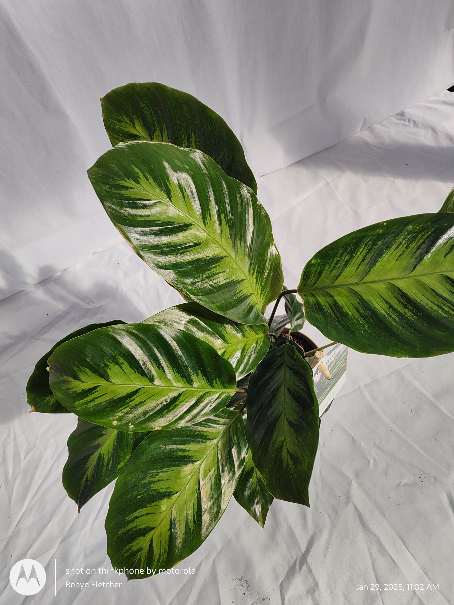 CALATHEA THOREAU™ MISTO PROVEN WINNERS 12CM