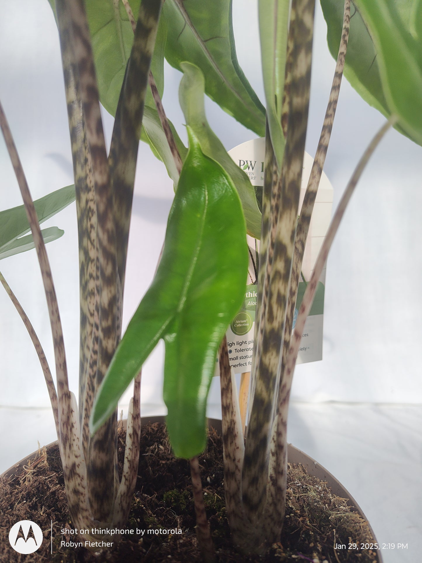 ALOCASIA JUNGLE CAT™ TIGRINA SUPERBA PROVEN WINNERS 17CM