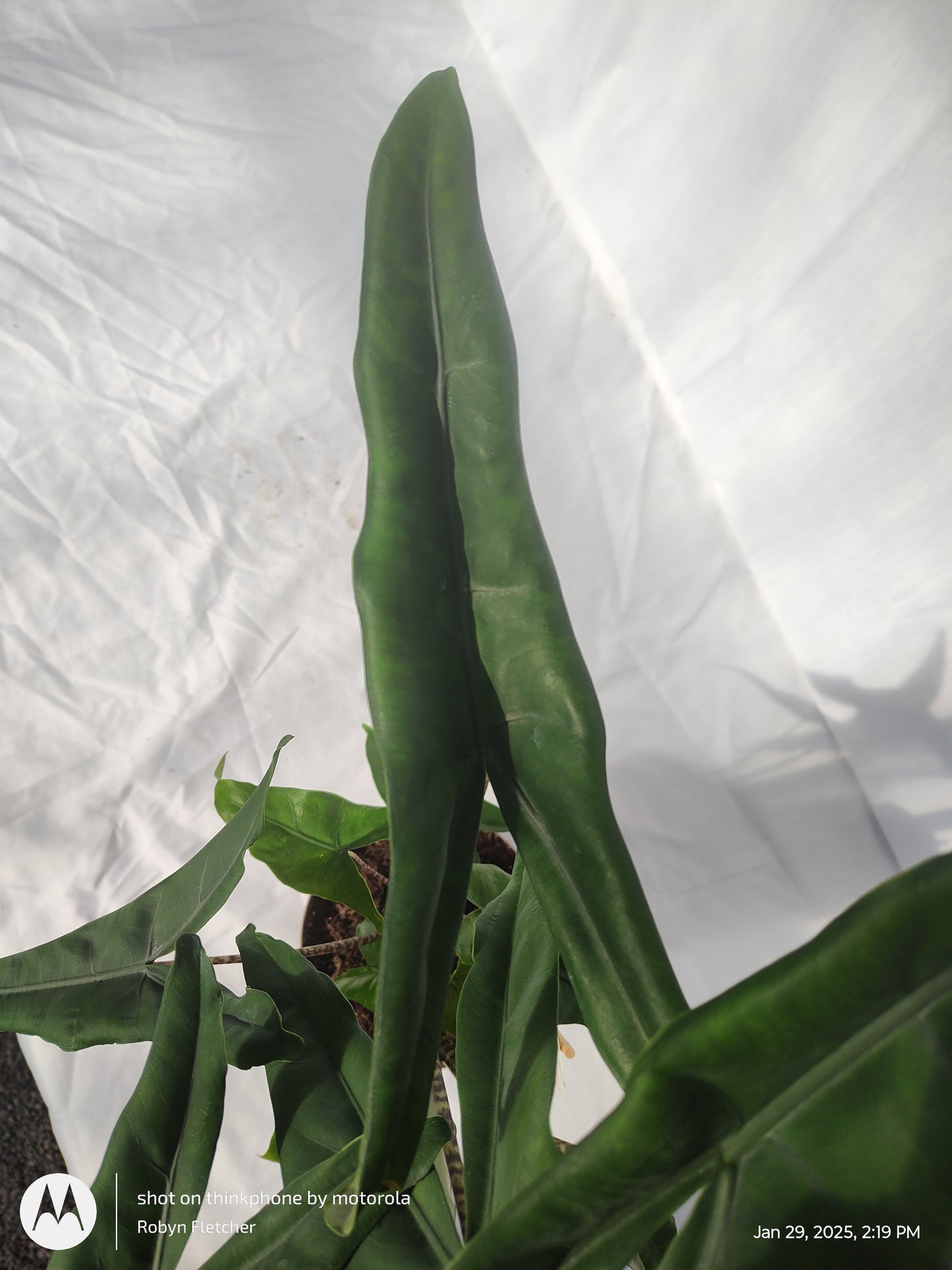 ALOCASIA JUNGLE CAT™ TIGRINA SUPERBA PROVEN WINNERS 17CM
