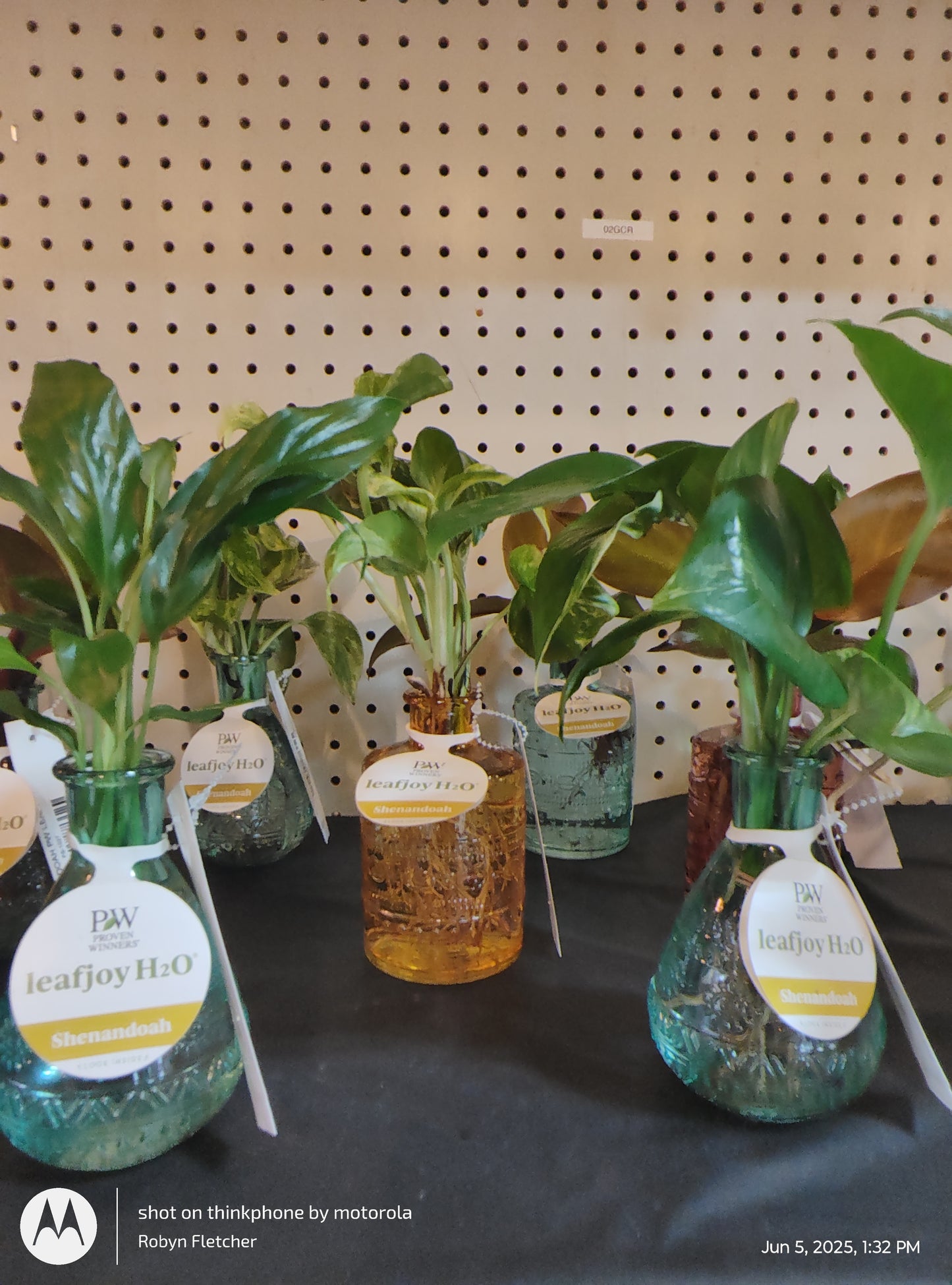 H2O SHENANDOAH PROVEN WINNERS LEAFJOY