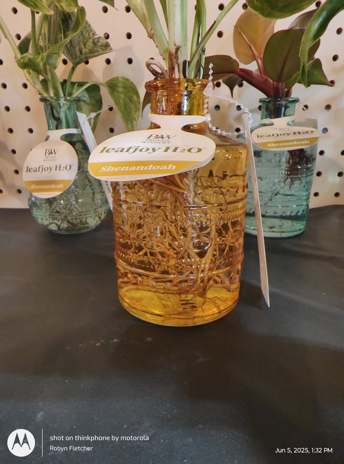 H2O SHENANDOAH PROVEN WINNERS LEAFJOY