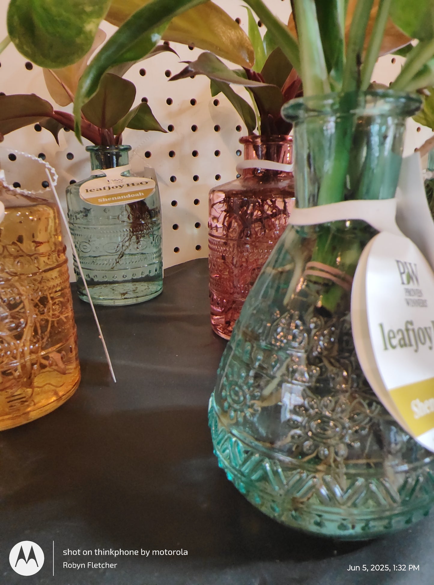 H2O SHENANDOAH PROVEN WINNERS LEAFJOY